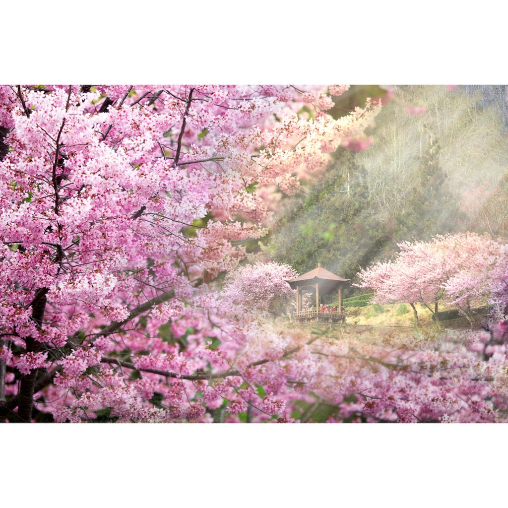 Papermoon Fototapete »Kirschblüten Bäume«