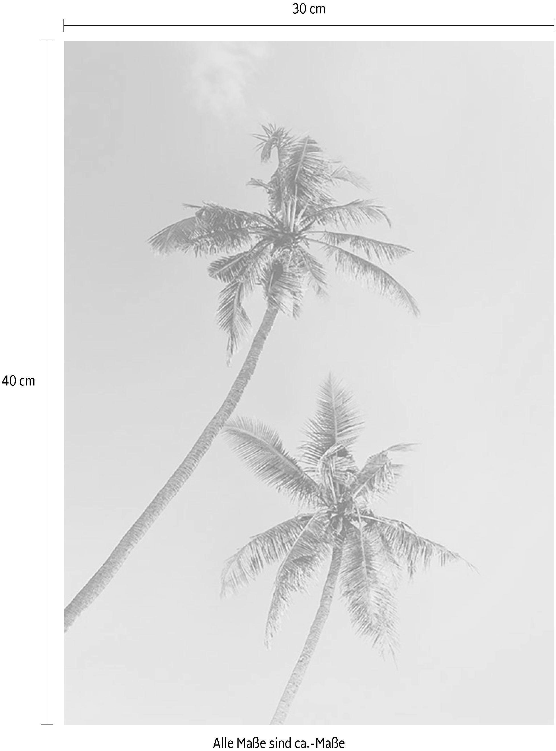 Komar Poster Palms«, Pflanzen-Blätter, 70cm kaufen »Miami Höhe: