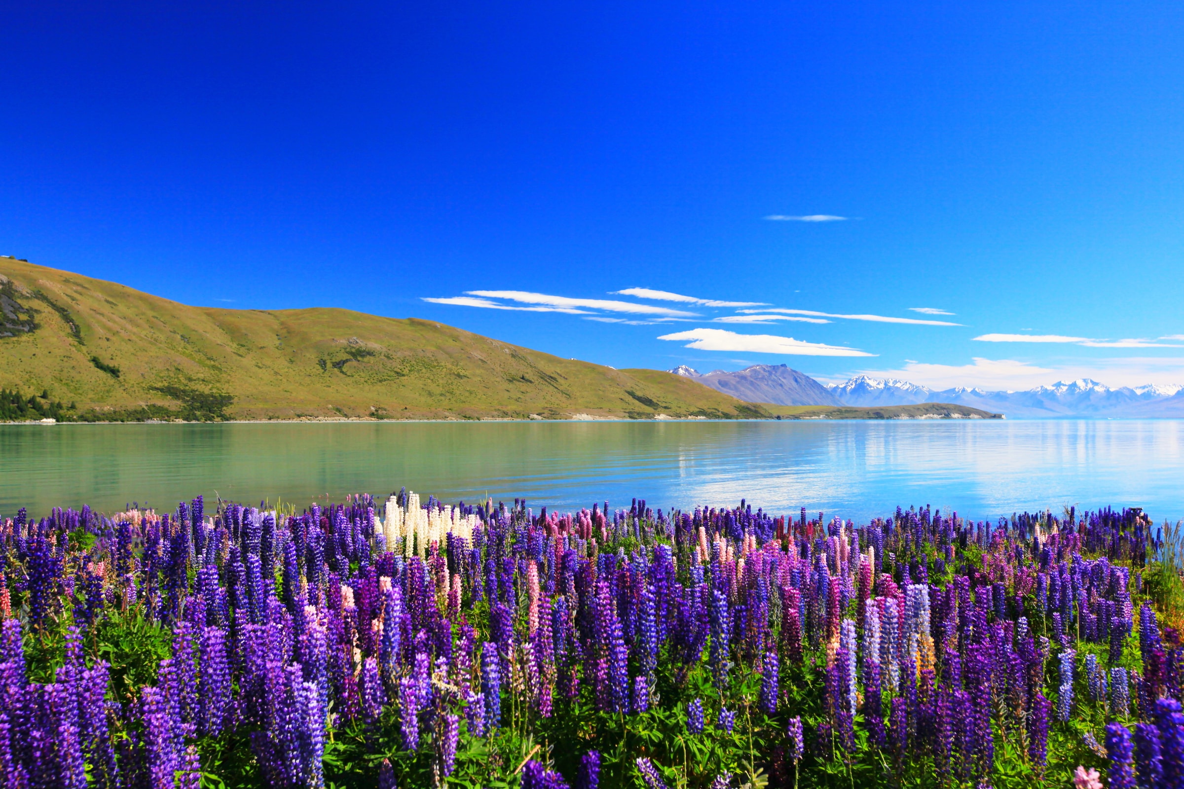 Image of Papermoon Fototapete "Lupines Lake Tekapo" glatt