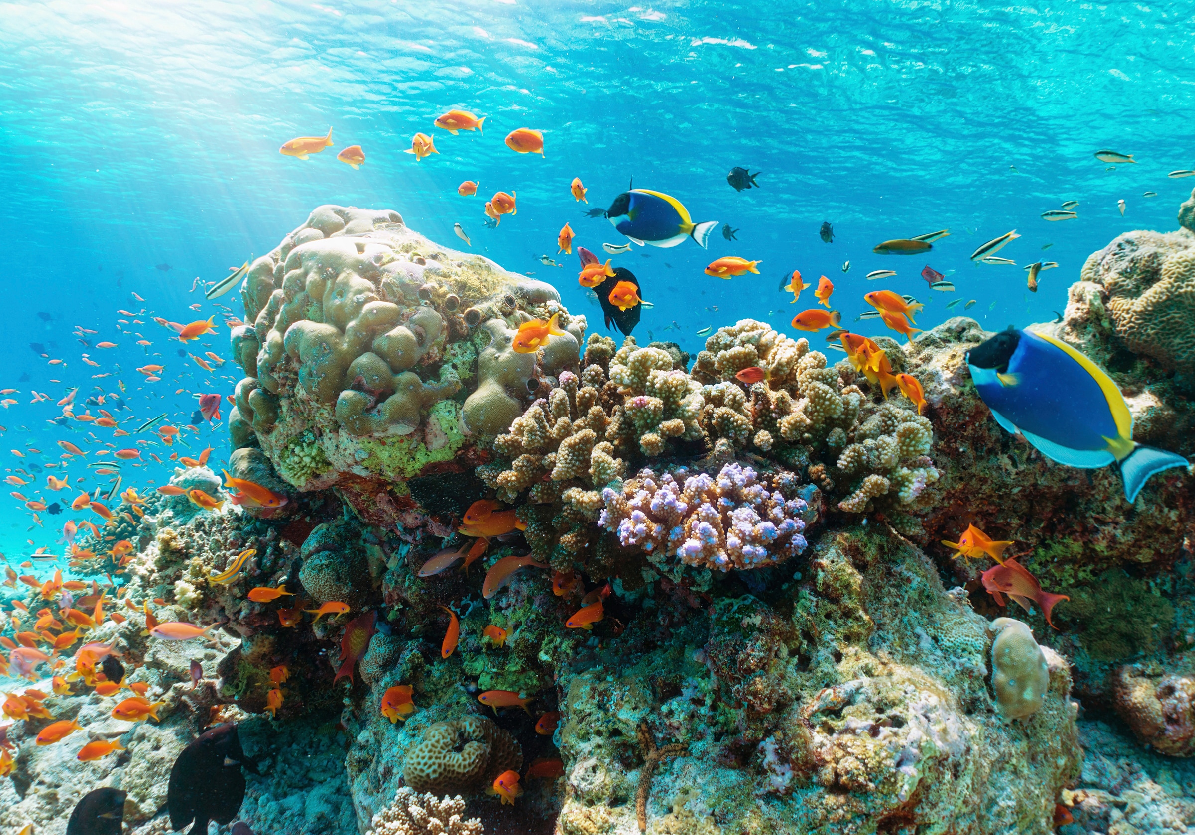 Image of Papermoon Fototapete "UNTERWASSER-WELT-GOURAMI FISCHE KORALLE SEE MEER TIERE"