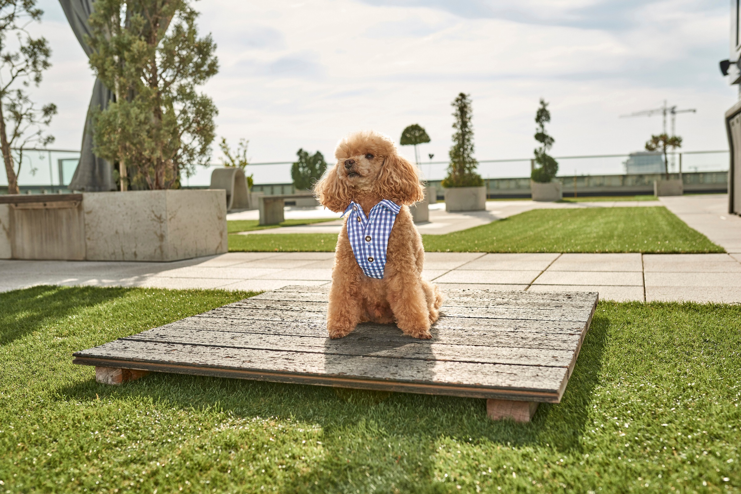 Image of Hannah Tier-Halsband, Textil, (1 St.), traditionelles Karohemd für Hunde - Made in Austria bei Ackermann Versand Schweiz