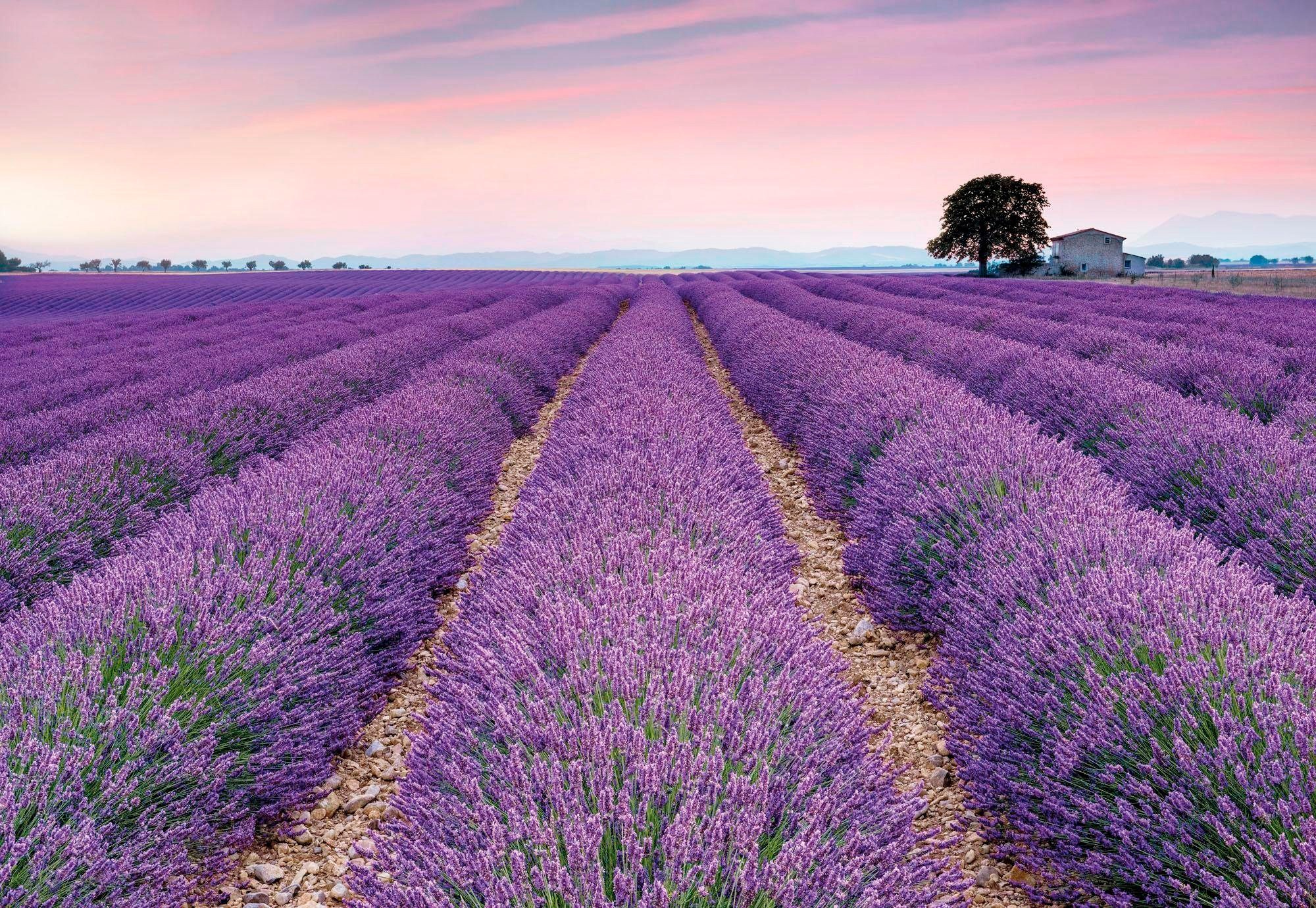 Image of Komar Vliestapete »Provence«, naturalistisch bei Ackermann Versand Schweiz