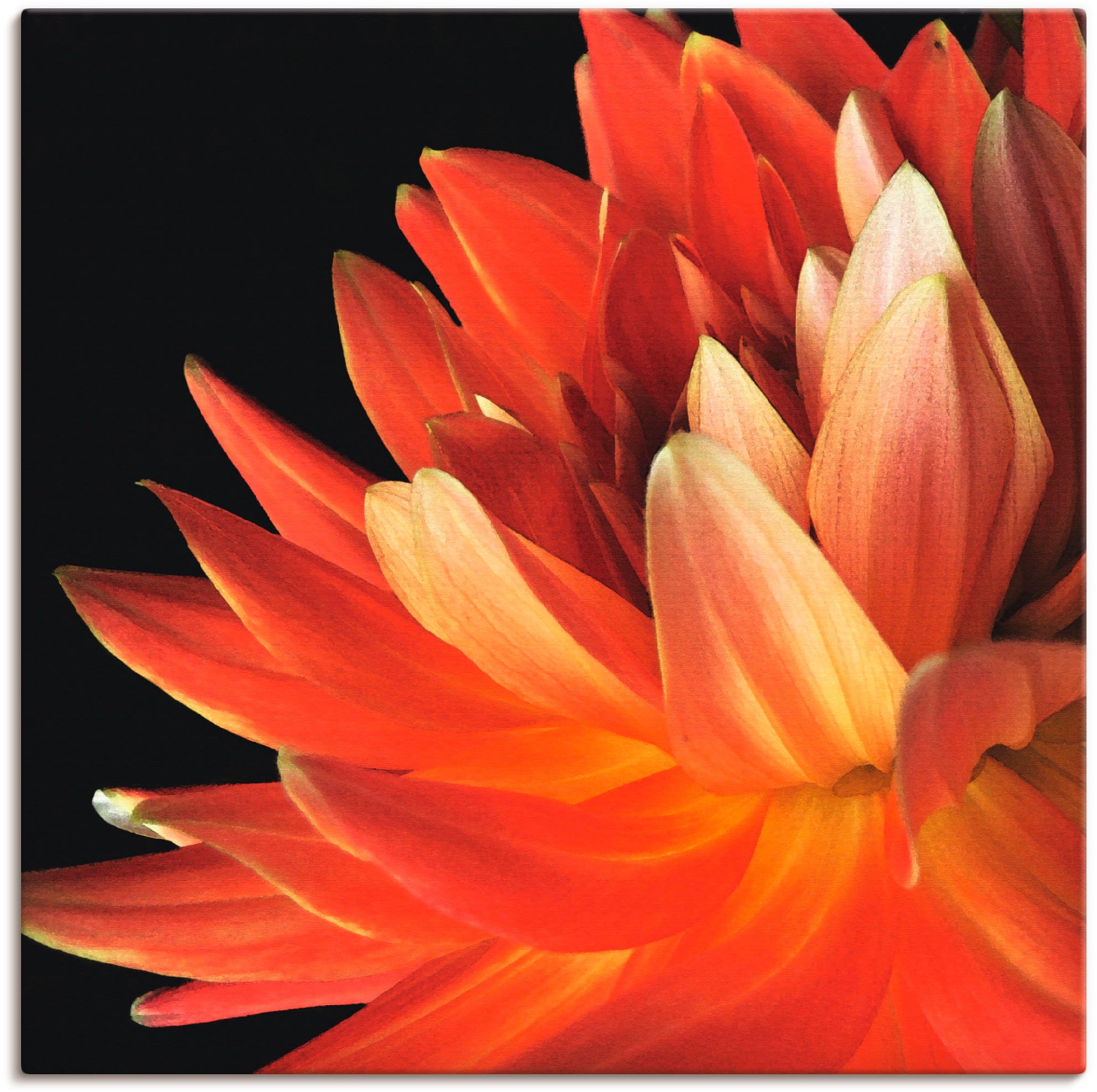 Image of Artland Leinwandbild "Rote Dahlie" Blumen 1 Stk. tlg. auf Holzrahmen gespannt