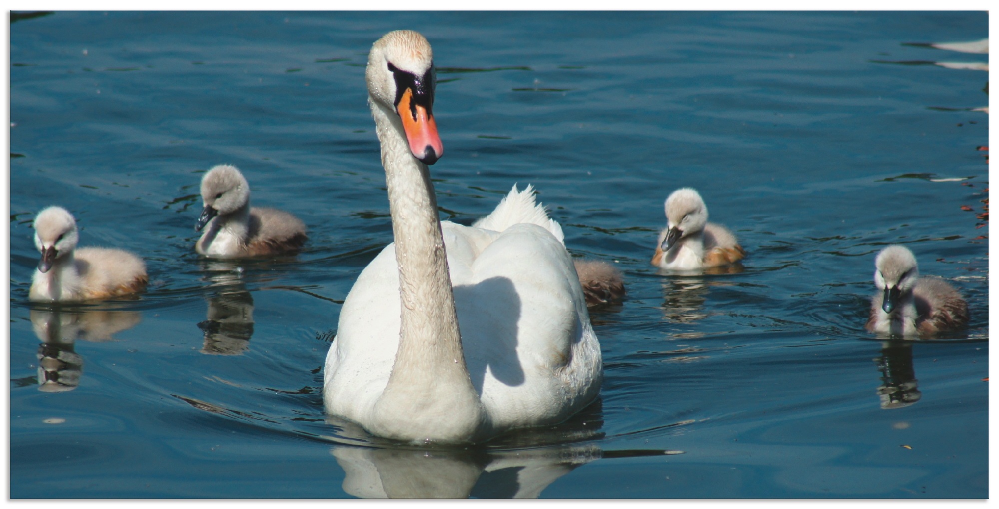 Image of Artland Wandbild »Höckerschwan Familie«, Vögel, (1 St.), in vielen Grössen & Produktarten - Alubild / Outdoorbild für den Aussenbereich, Leinwandbild, Poster, Wandaufkleber / Wandtattoo auch für Badezimmer geeignet bei Ackermann Versand Schweiz