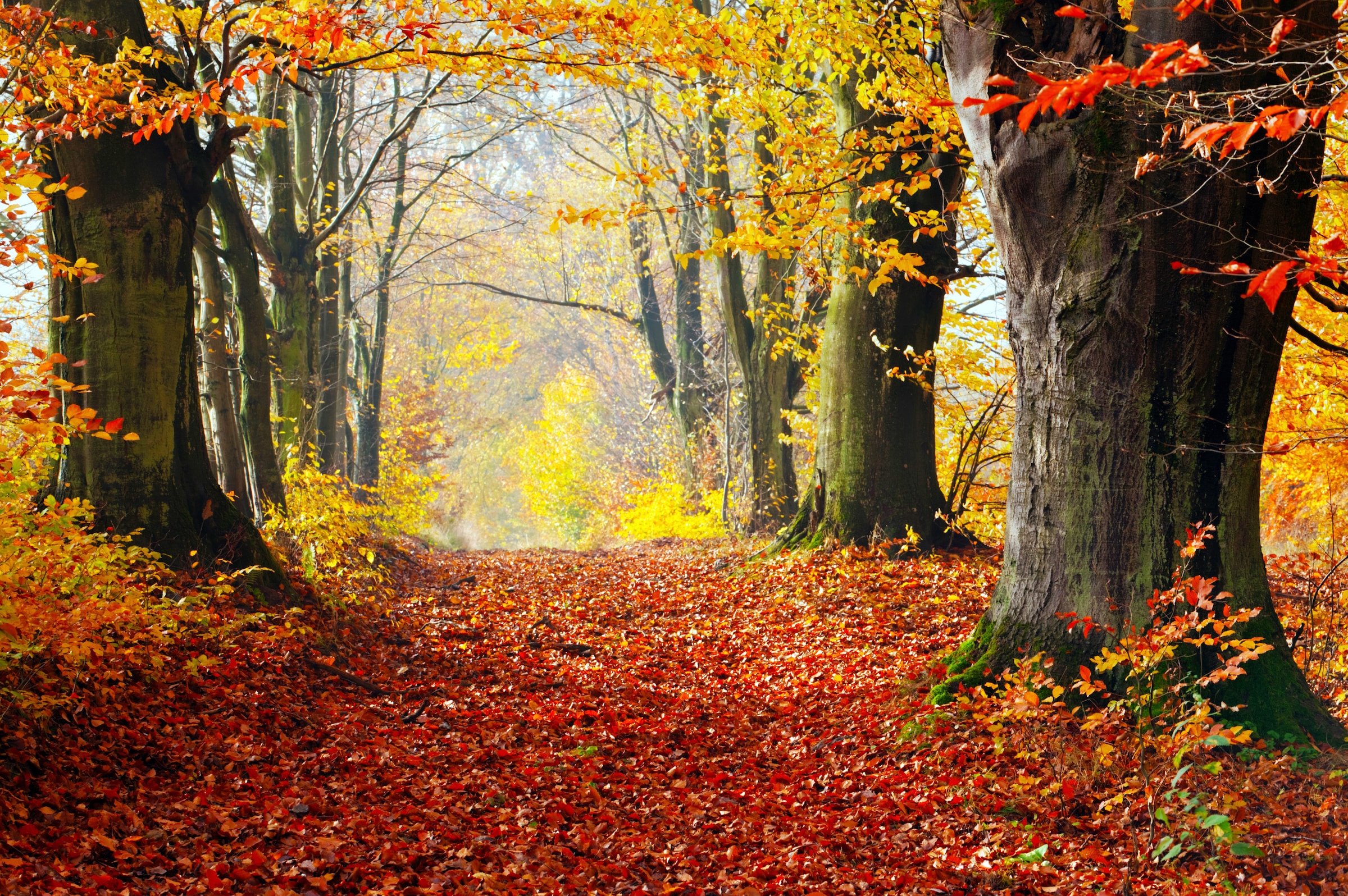 Image of Papermoon Fototapete "WALD-HERBST BÄUME NATUR LANDSCHAFT BAUM ALLEE WANDBILD"