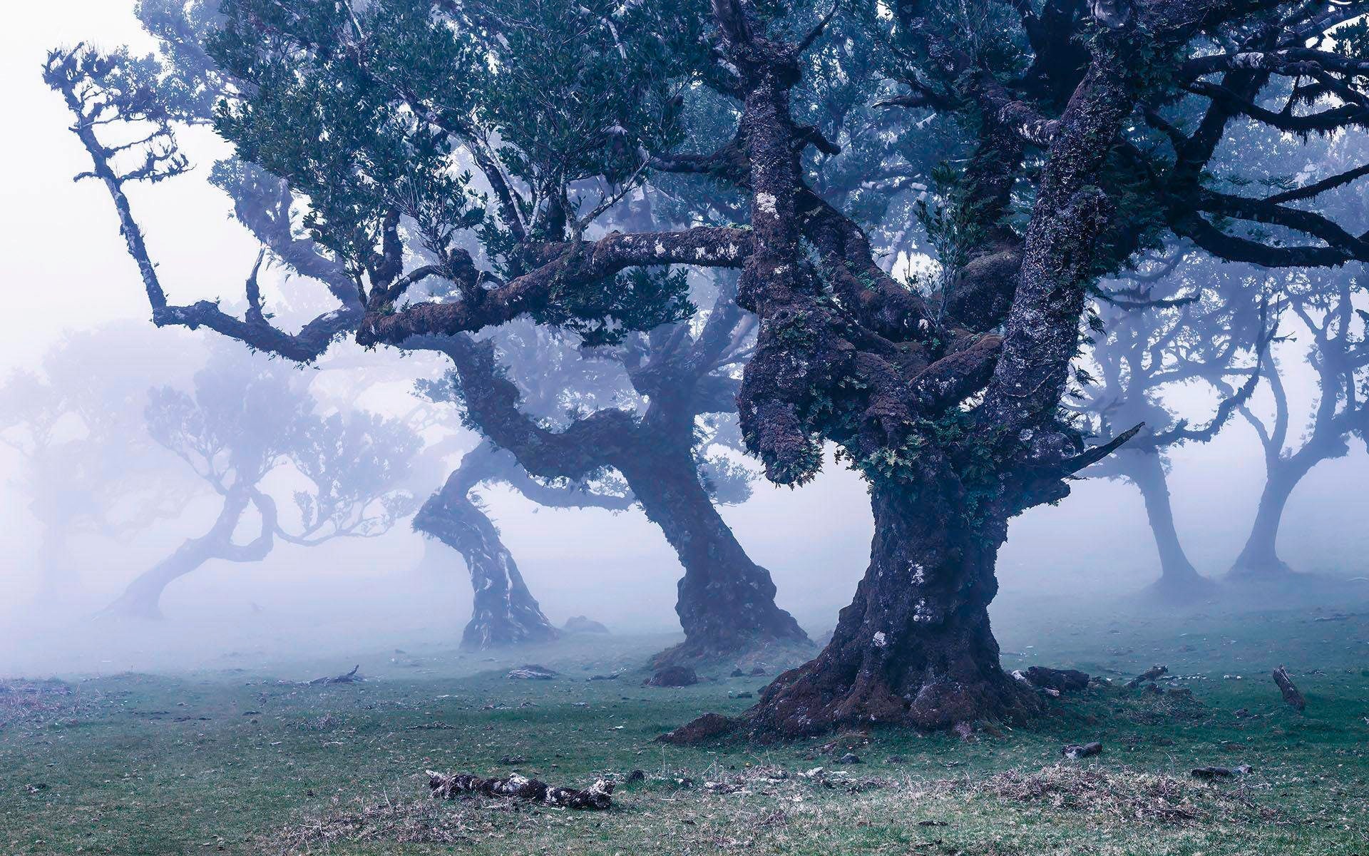 Image of Komar Vliestapete »Ghost Line«, naturalistisch bei Ackermann Versand Schweiz