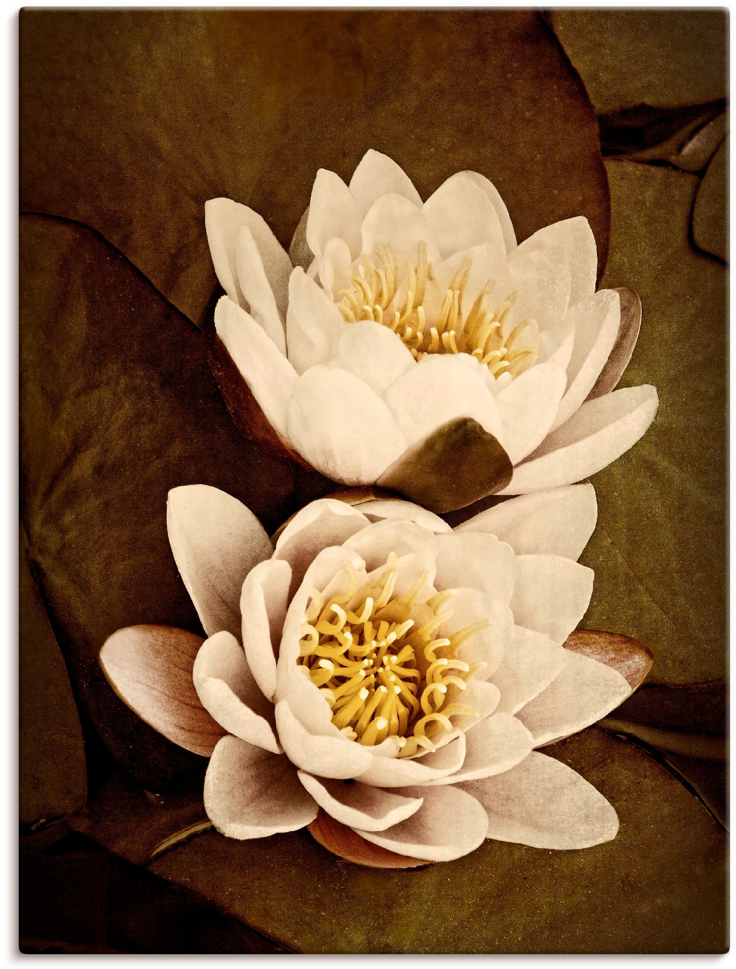 Image of Artland Leinwandbild "Seerosenblätter Duo" Blumen 1 Stk. tlg. auf Holzrahmen gespannt