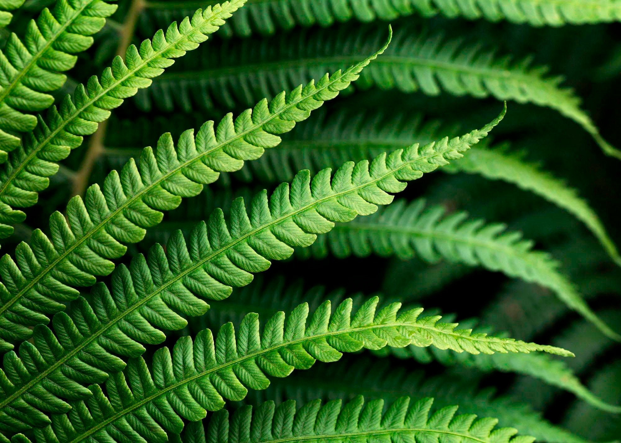 Image of Komar Vliestapete »Farn«, naturalistisch bei Ackermann Versand Schweiz