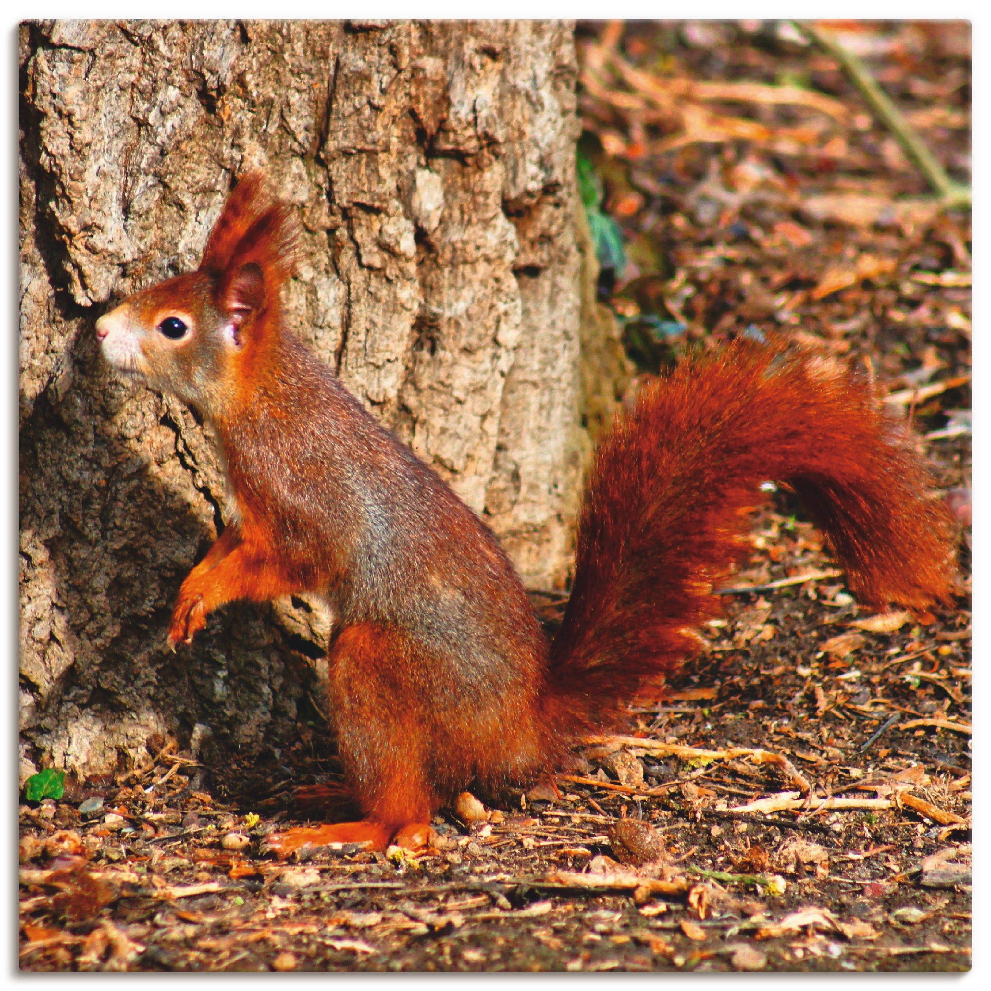 Image of Artland Wandbild »Rotes Eichhörnchen will hoch hinaus«, Wildtiere, (1 St.), in vielen Grössen & Produktarten - Alubild / Outdoorbild für den Aussenbereich, Leinwandbild, Poster, Wandaufkleber / Wandtattoo auch für Badezimmer geeignet bei Ackermann Versand