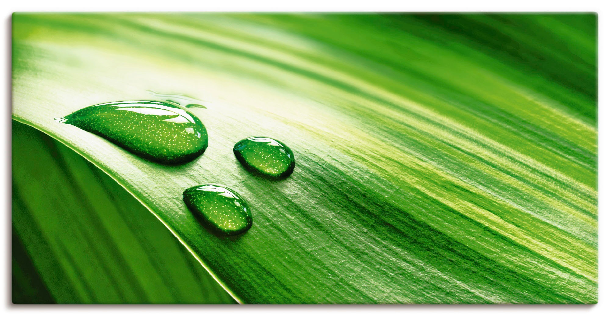 Image of Artland Wandbild »Nahaufnahme eines grünen Pflanzenblattes«, Blätter, (1 St.), in vielen Grössen & Produktarten -Leinwandbild, Poster, Wandaufkleber / Wandtattoo auch für Badezimmer geeignet bei Ackermann Versand Schweiz