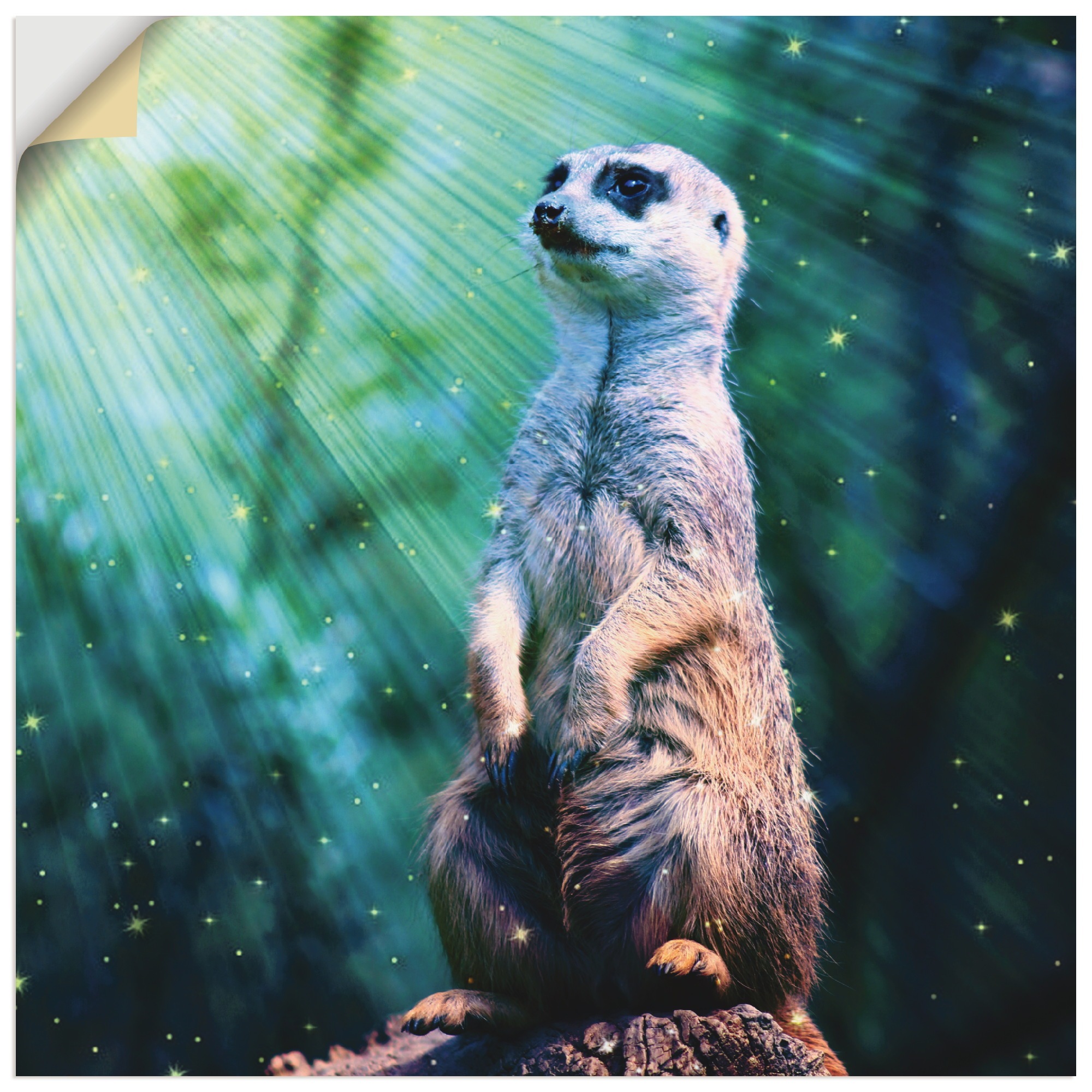 Image of Artland Wandbild »Erdmännchen mit Sterne«, Wildtiere, (1 St.), in vielen Grössen & Produktarten - Alubild / Outdoorbild für den Aussenbereich, Leinwandbild, Poster, Wandaufkleber / Wandtattoo auch für Badezimmer geeignet bei Ackermann Versand Schweiz