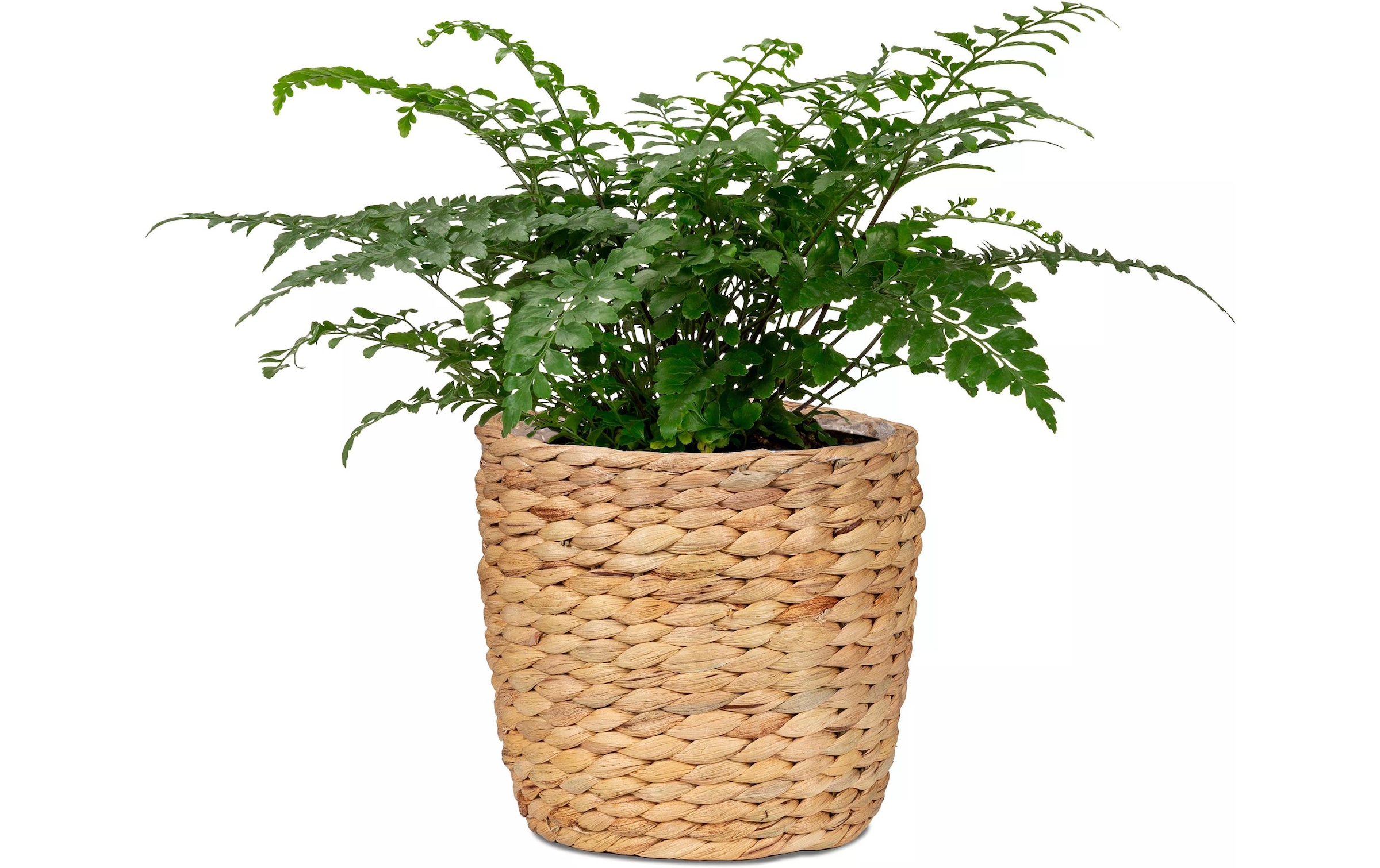 Scheurich Blumentopf