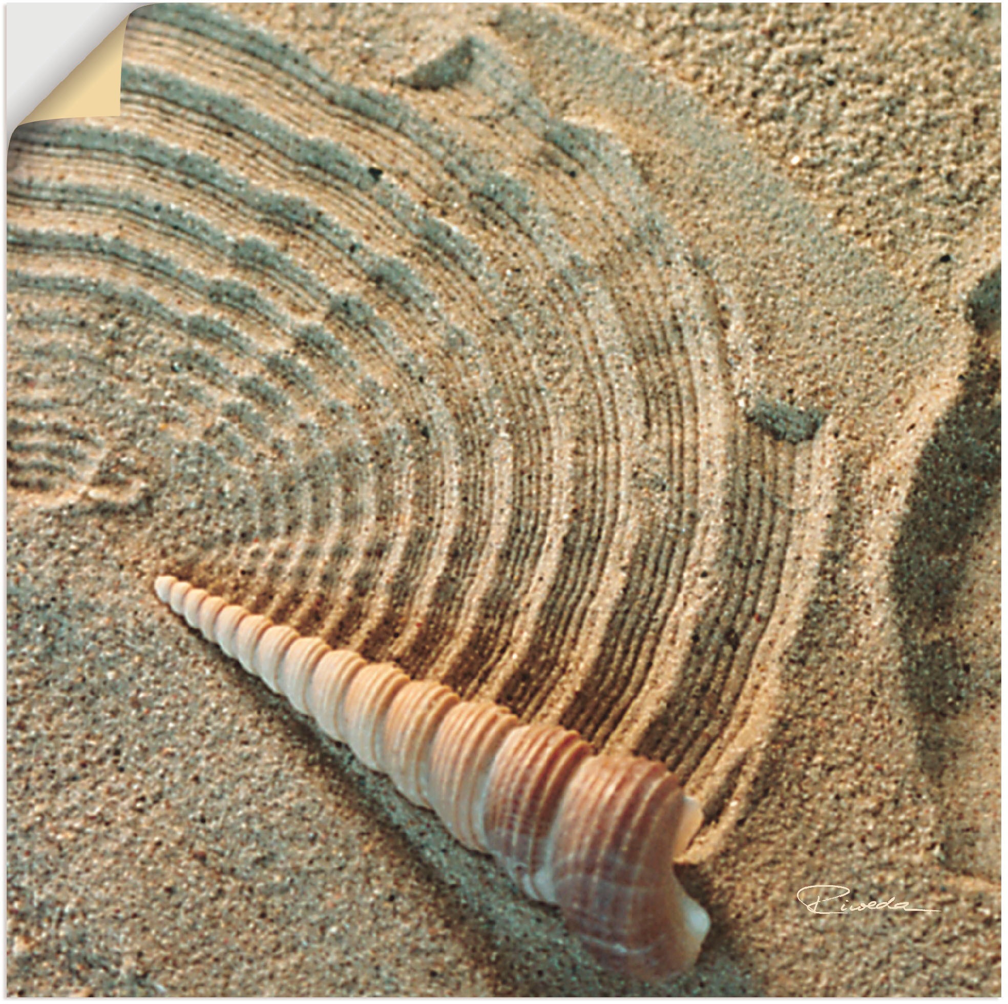 Image of Artland Wandbild »Zen IV - Muschel im Sand«, Zen, (1 St.), in vielen Grössen & Produktarten - Alubild / Outdoorbild für den Aussenbereich, Leinwandbild, Poster, Wandaufkleber / Wandtattoo auch für Badezimmer geeignet bei Ackermann Versand Schweiz