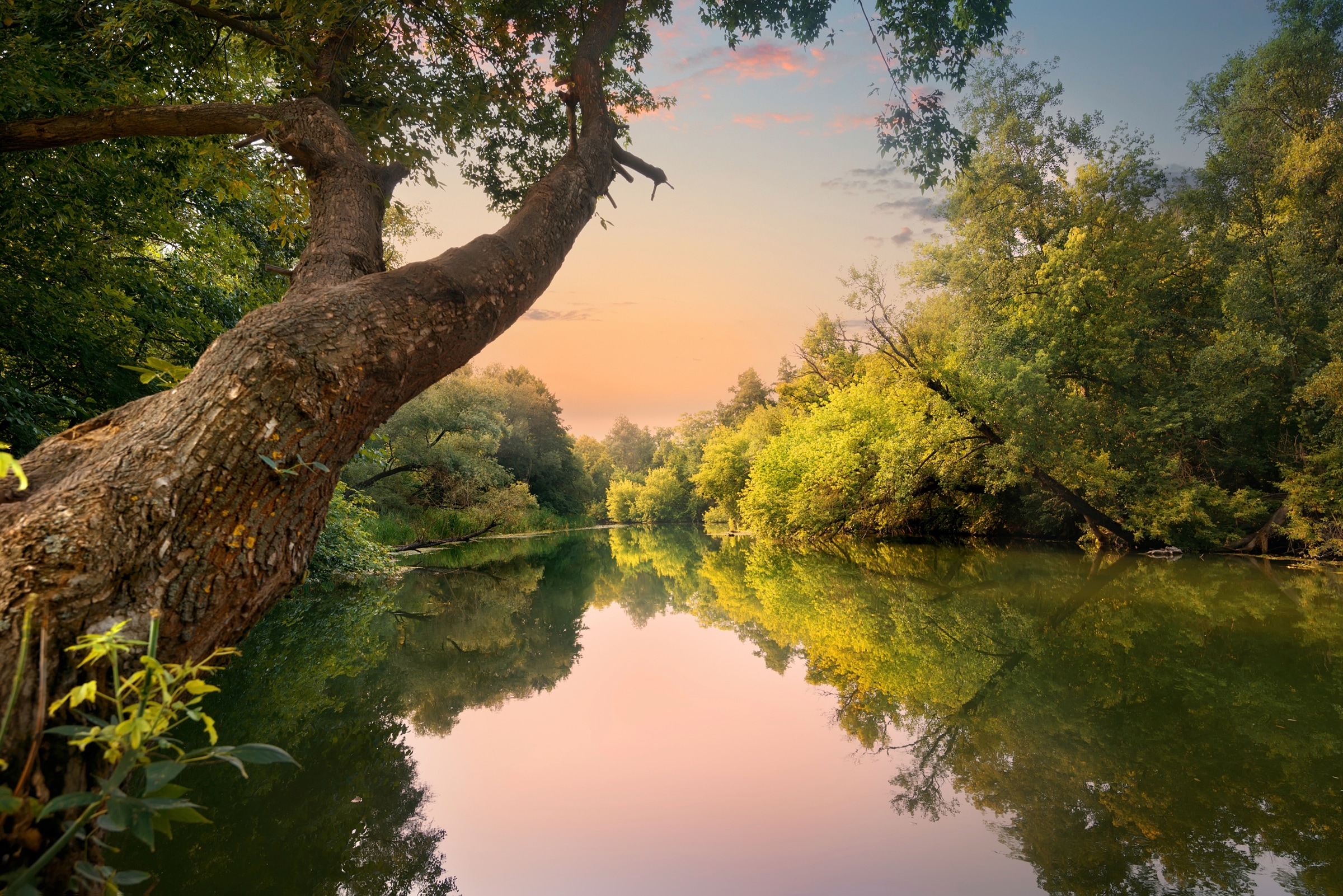 Image of Papermoon Fototapete "FLUSS IM WALD-BAUM WIESE WALD SONNE WEG PFLANZE FARNE"