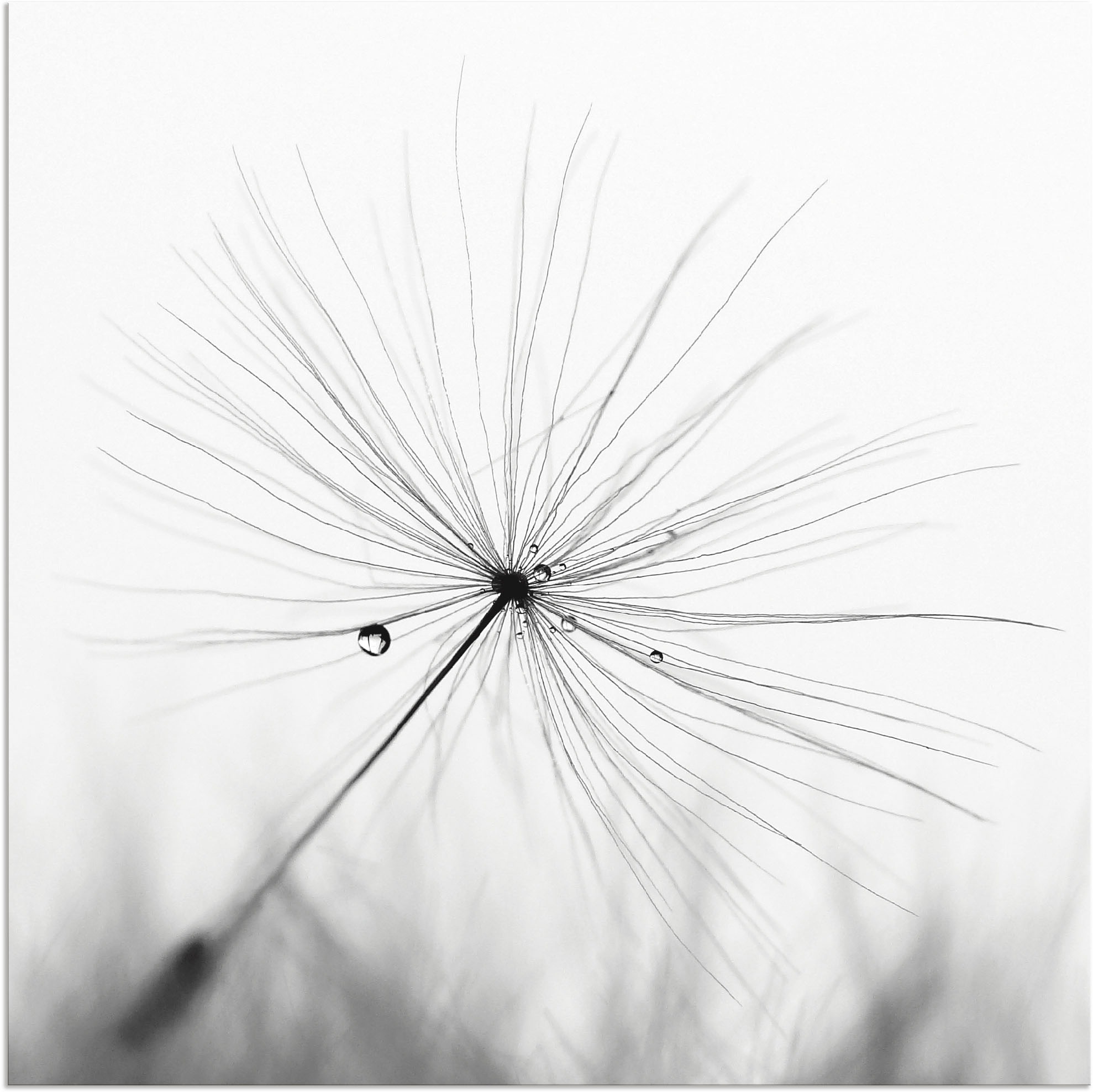 Image of Artland Wandbild »Pusteblume Schirmchen«, Blumen, (1 St.), in vielen Grössen & Produktarten - Alubild / Outdoorbild für den Aussenbereich, Leinwandbild, Poster, Wandaufkleber / Wandtattoo auch für Badezimmer geeignet bei Ackermann Versand Schweiz