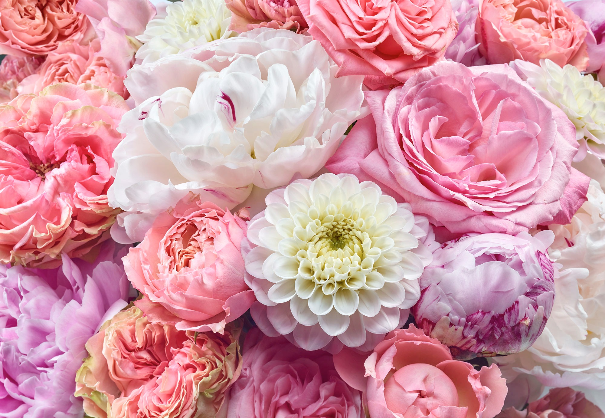 Image of Komar Fototapete »Vibrant Spring«, Comic-botanisch, 368 x 254 cm bei Ackermann Versand Schweiz