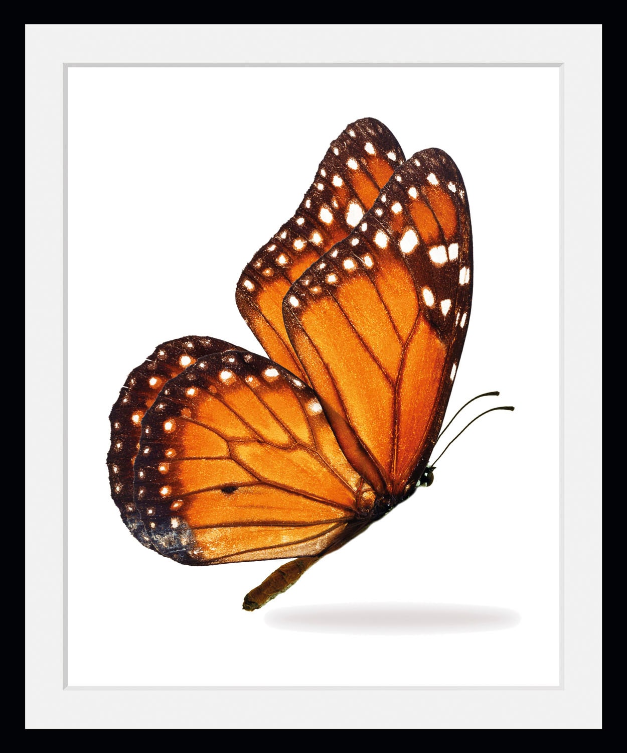 Image of queence Bild "Jalina" Insekten Kunst Schmetterlinge 1 Stk. tlg. HD Premium Poster-Druck inkl. Holzrahmen