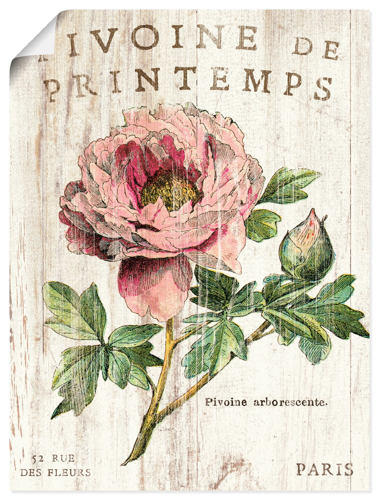 Image of Artland Poster "Pfingstrose" Blumen 1 Stk. tlg. ohne Rahmen