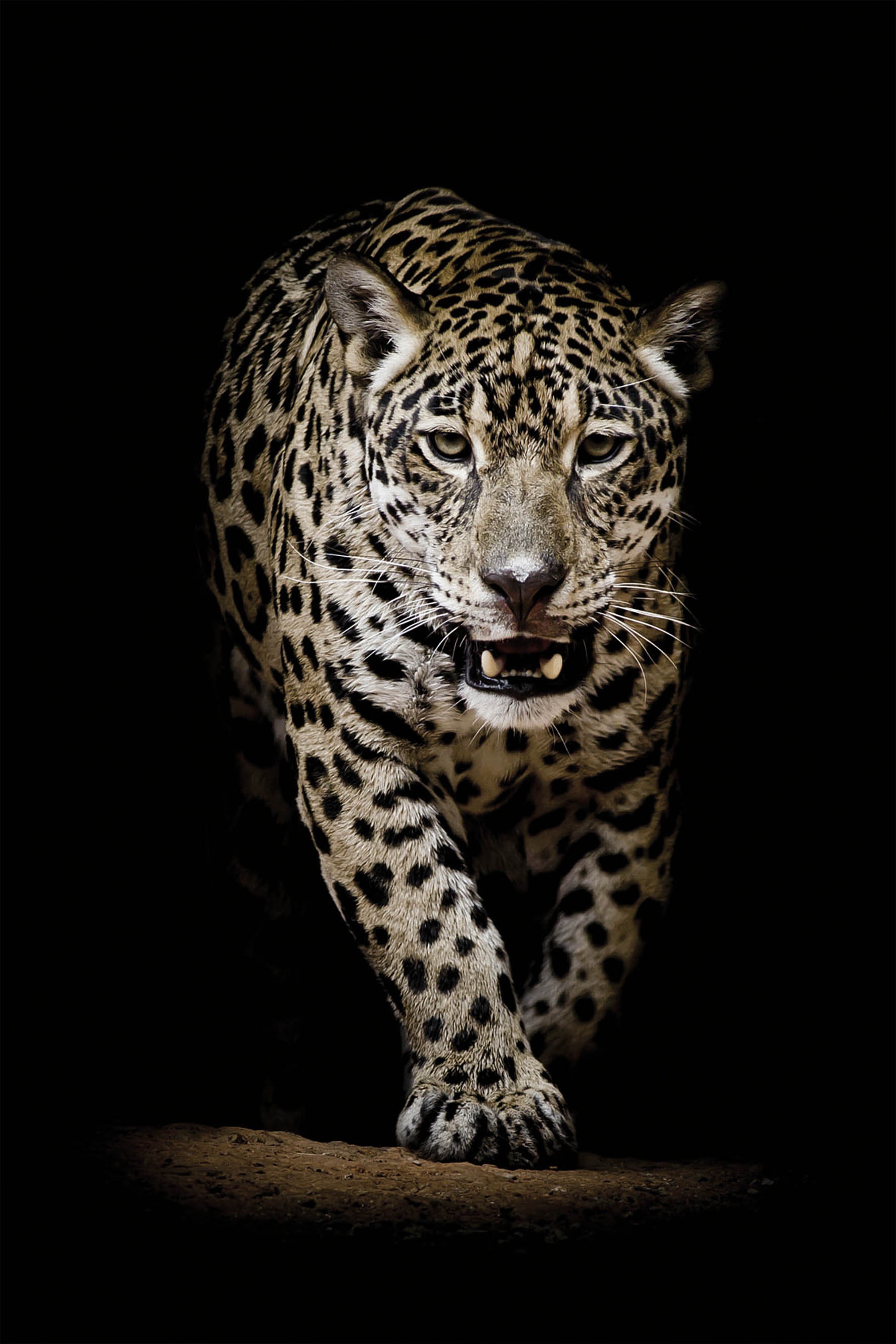 Image of Bönninghoff Glasbild »Leopard«, (1 St.) bei Ackermann Versand Schweiz