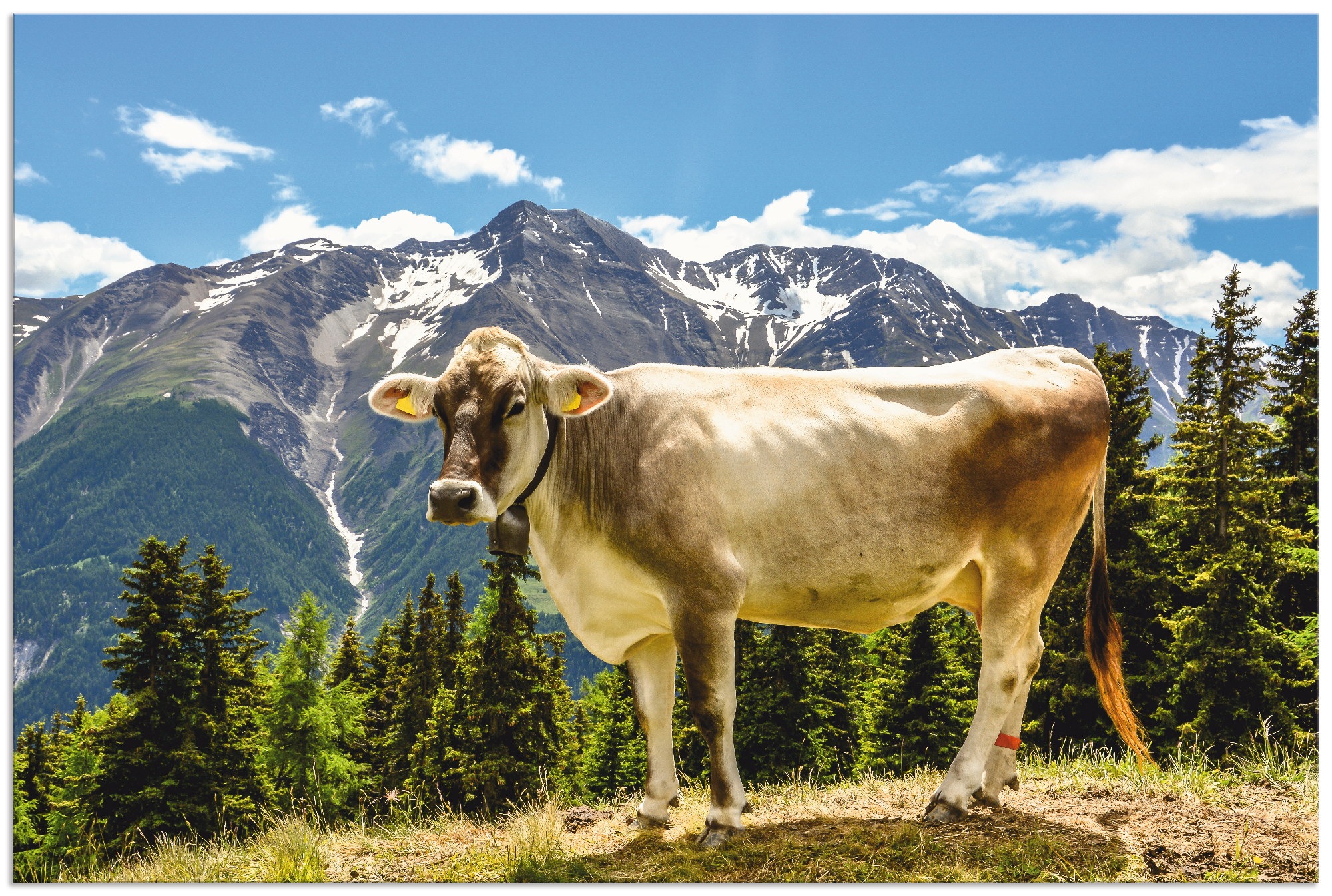 Image of Artland Wandbild »Bergkuh in den Alpen im Sommer«, Haustiere, (1 St.), in vielen Grössen & Produktarten - Alubild / Outdoorbild für den Aussenbereich, Leinwandbild, Poster, Wandaufkleber / Wandtattoo auch für Badezimmer geeignet bei Ackermann Versand Schw