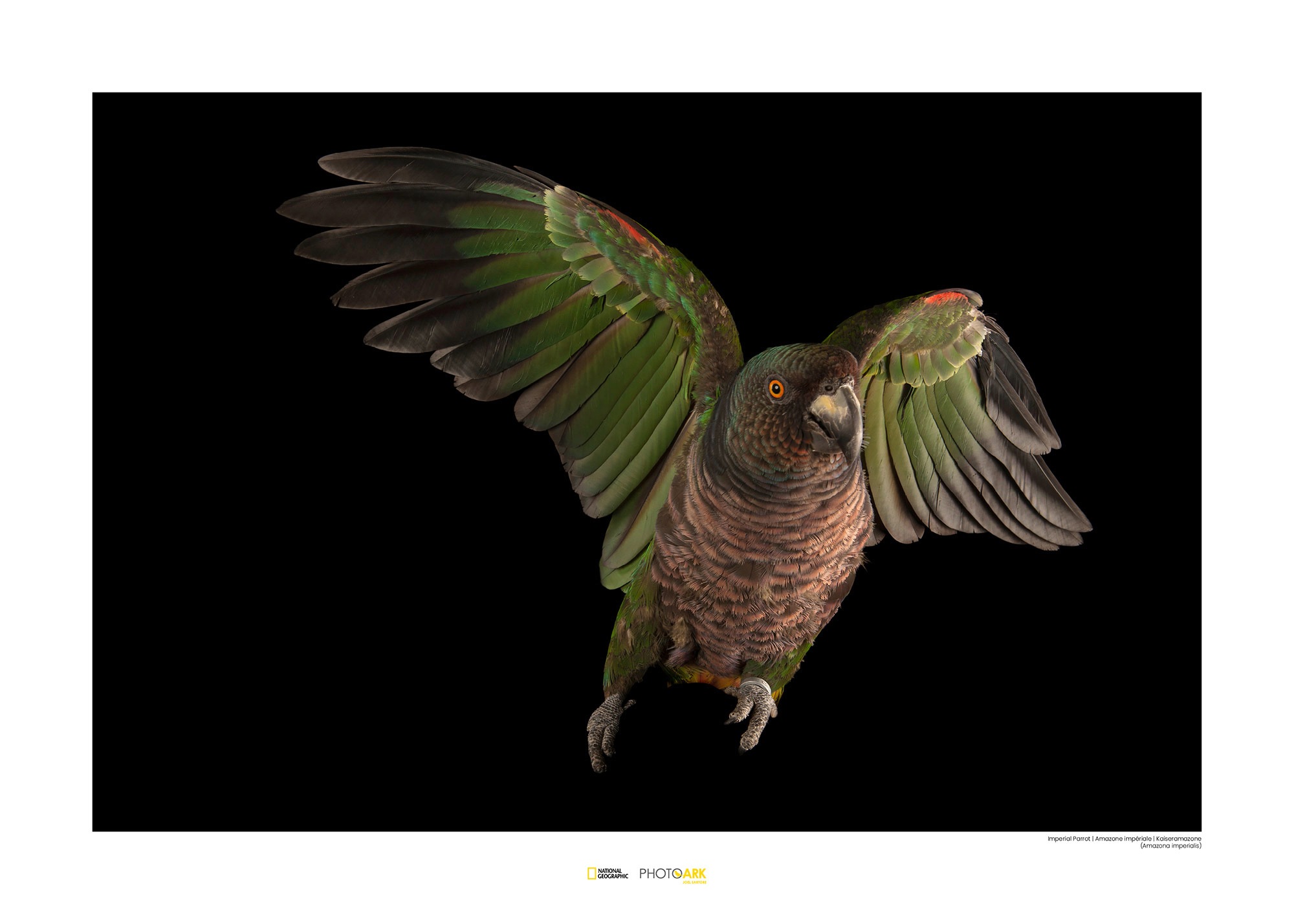 Image of Komar Poster »Imperial Parrot«, Tiere, Höhe: 30cm bei Ackermann Versand Schweiz