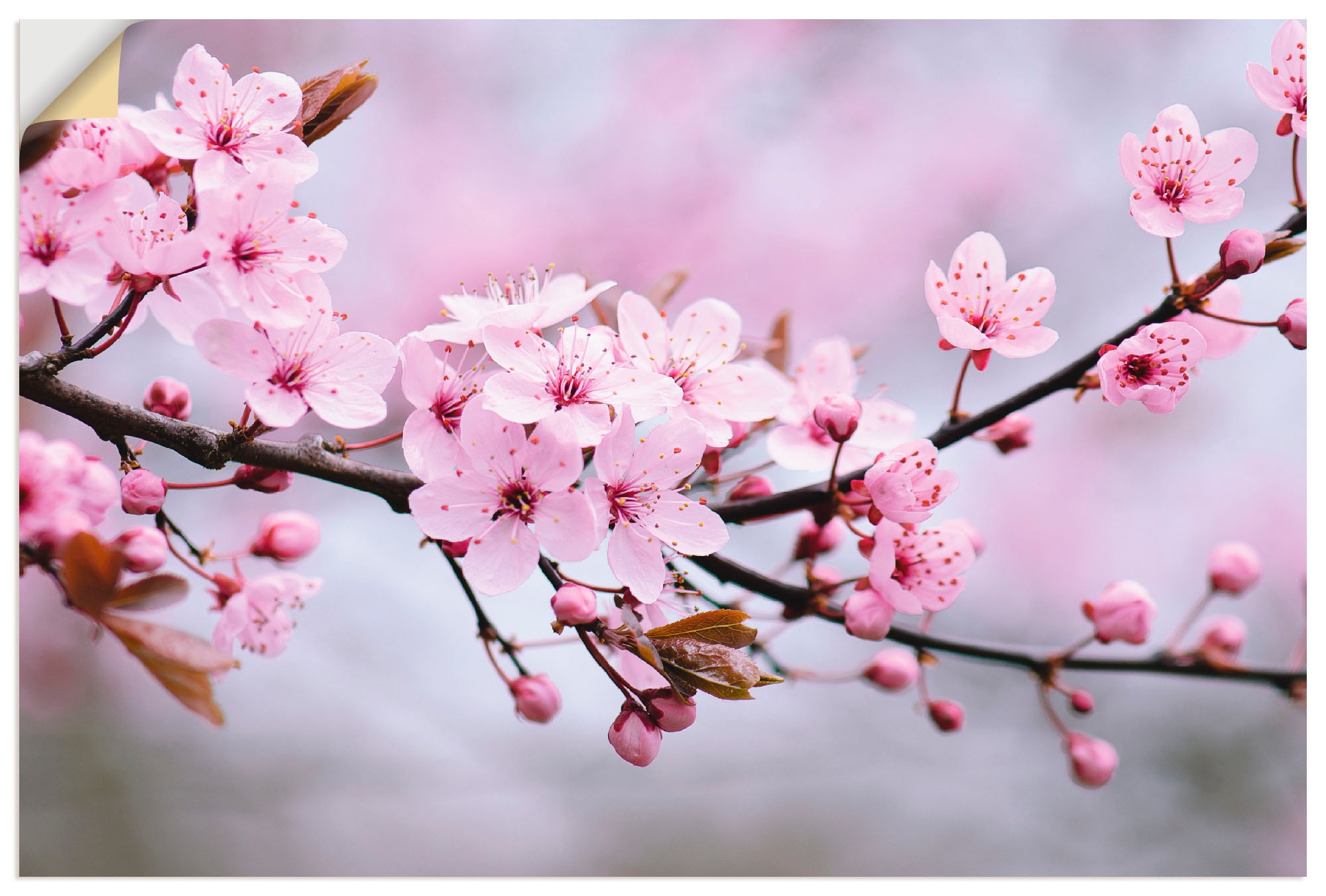 Artland Wandbild »Kirschblüten«, Blumen, (1 St.), als Alubild,  Leinwandbild, Wandaufkleber oder Poster in versch. Grössen maintenant