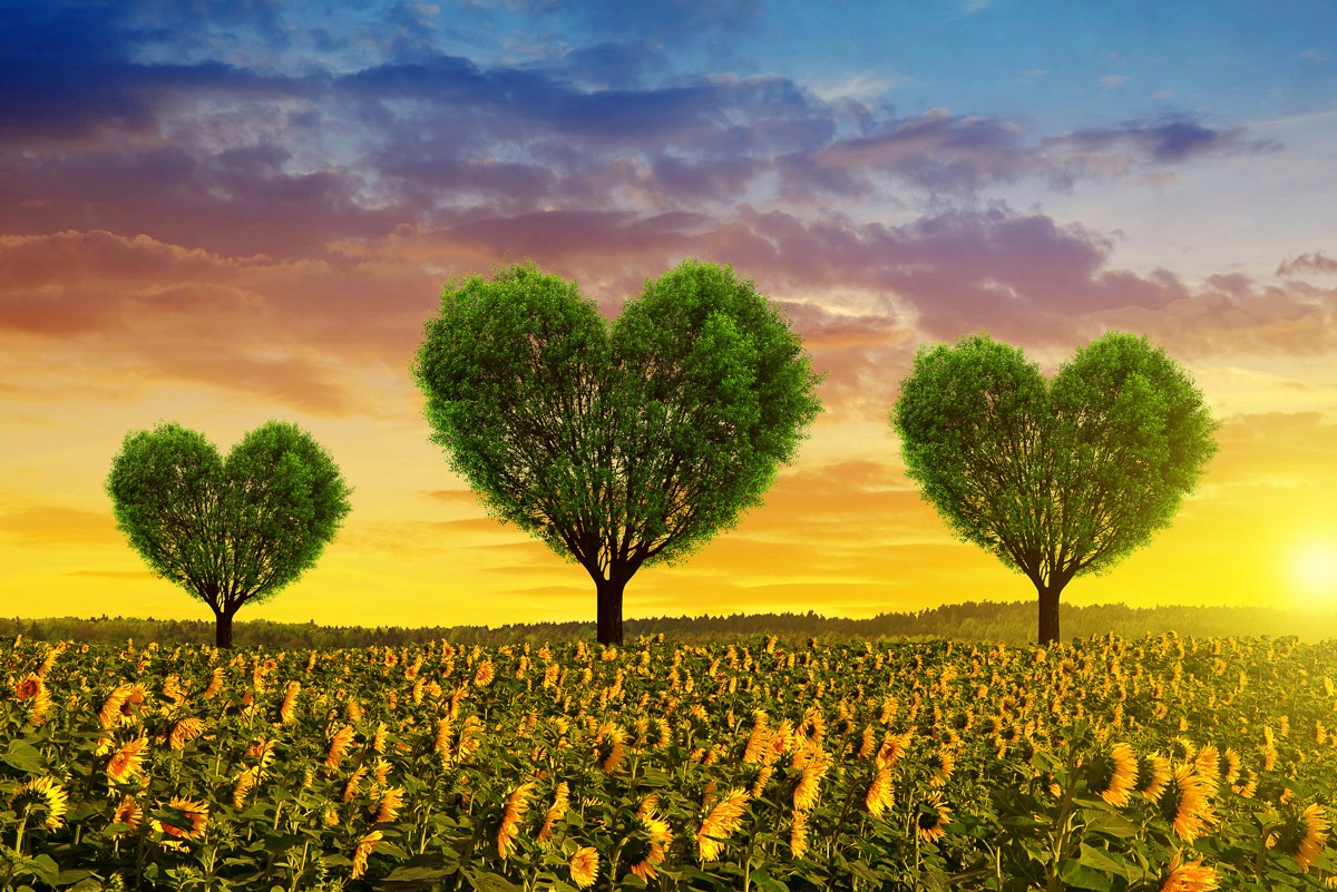 Image of Papermoon Fototapete »Herz Büme in Blumenfeld«, Vliestapete, hochwertiger Digitaldruck, inklusive Kleister bei Ackermann Versand Schweiz