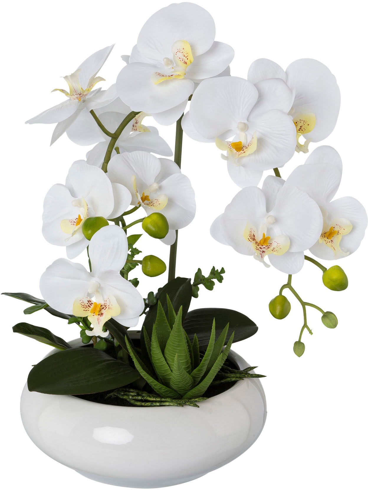 Image of Creativ green Kunstorchidee »Phalaenopsis«, (1 St.), in Keramikschale bei Ackermann Versand Schweiz