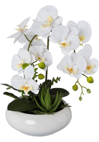 Creativ green Kunstorchidee »Phalaenopsis«, (1 St.), in Keramikschale kaufen