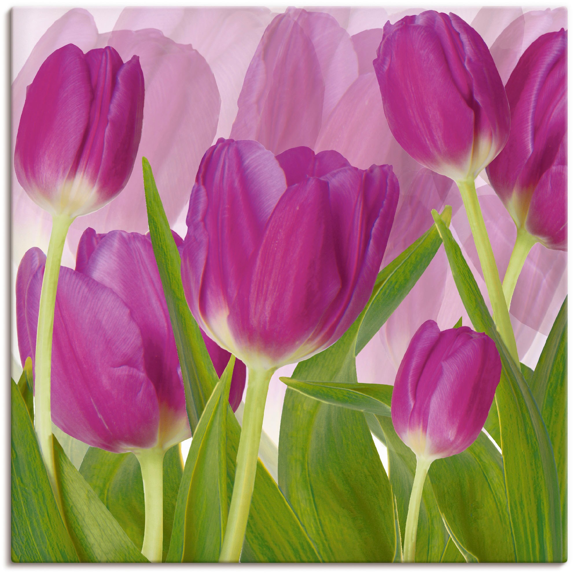 Image of Artland Wandbild "Tulpenfeld lila" Blumen 1 Stk. tlg. als Alubild, Leinwandbild in verschied. Grössen