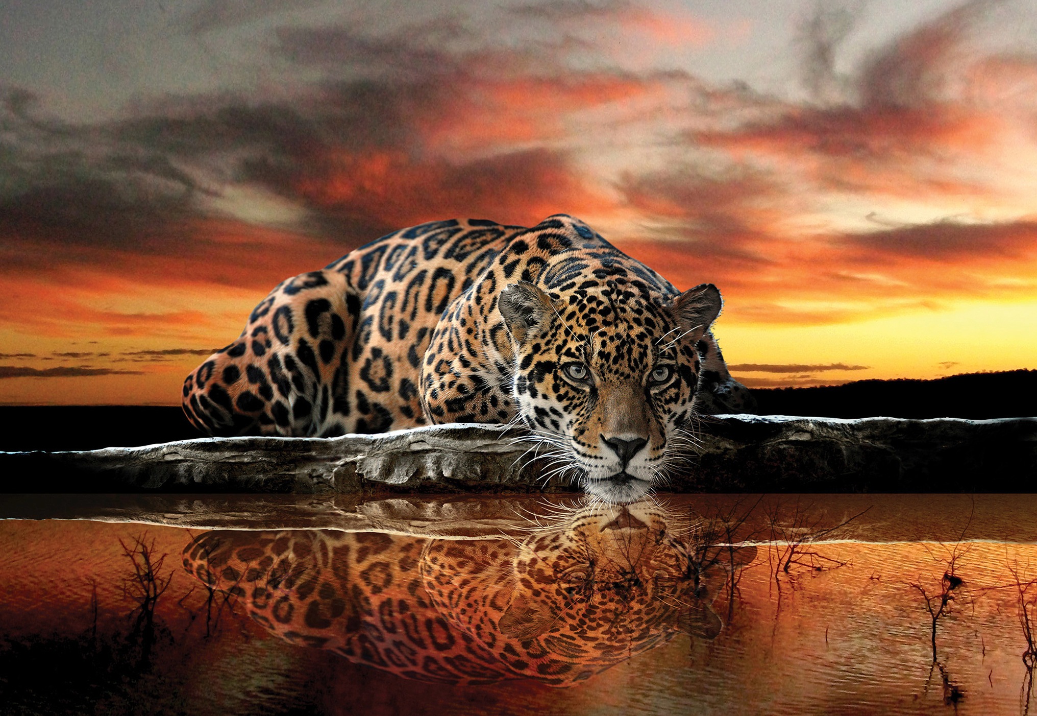 Image of Consalnet Fototapete »Jaguar Sonnenuntergang«, Motiv bei Ackermann Versand Schweiz