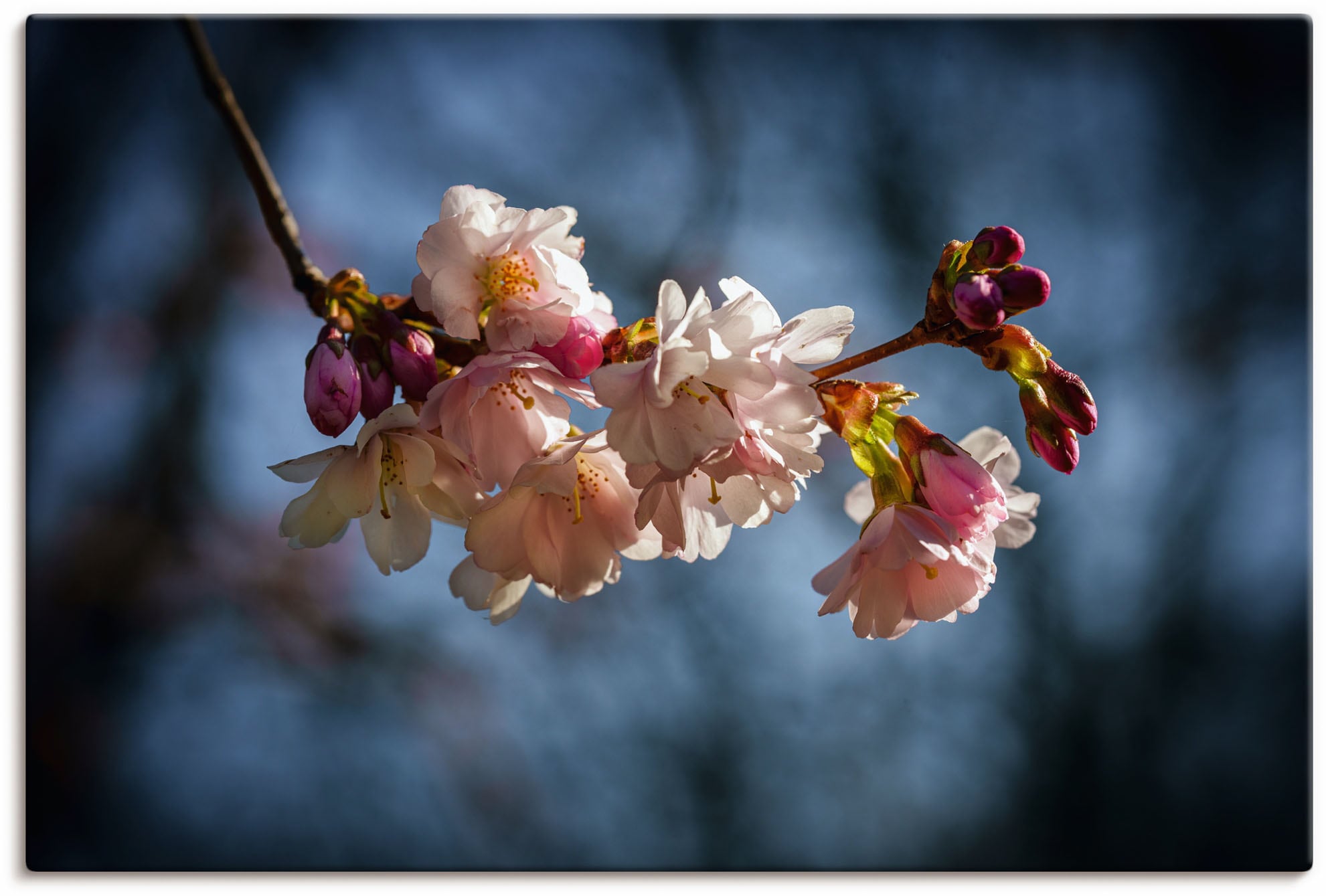 Image of Artland Wandbild »Kirschblüte im Frühling«, Blumenbilder, (1 St.), in vielen Grössen & Produktarten - Alubild / Outdoorbild für den Aussenbereich, Leinwandbild, Poster, Wandaufkleber / Wandtattoo auch für Badezimmer geeignet bei Ackermann Versand Schweiz