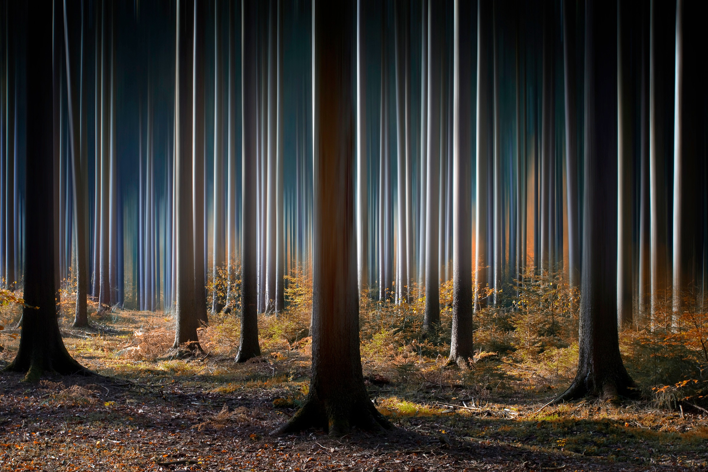 Image of Papermoon Fototapete »Photo-Art CARSTEN MEYERDIERKS, MYSTISCHER WALD«, Vliestapete, hochwertiger Digitaldruck, inklusive Kleister bei Ackermann Versand Schweiz