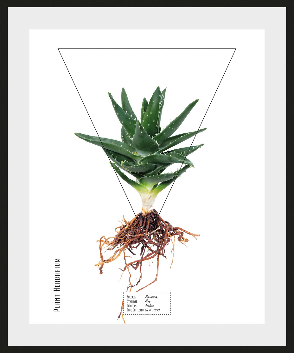 Image of queence Bild »Aloe vera«, (1 St.) bei Ackermann Versand Schweiz