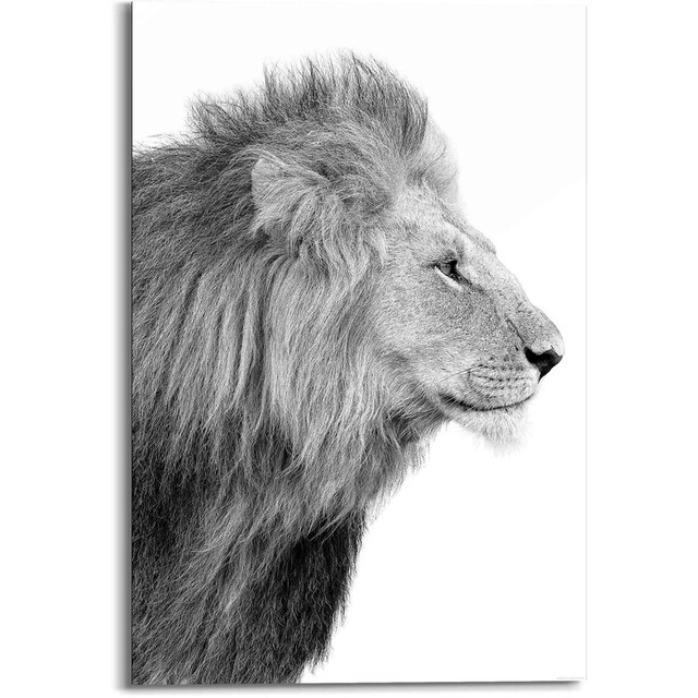 ♕ Reinders! Wandbild »Wandbild Löwe König - Dschungel - Seitenporträt -  Kräftig«, Löwen, (1 St.) versandkostenfrei auf