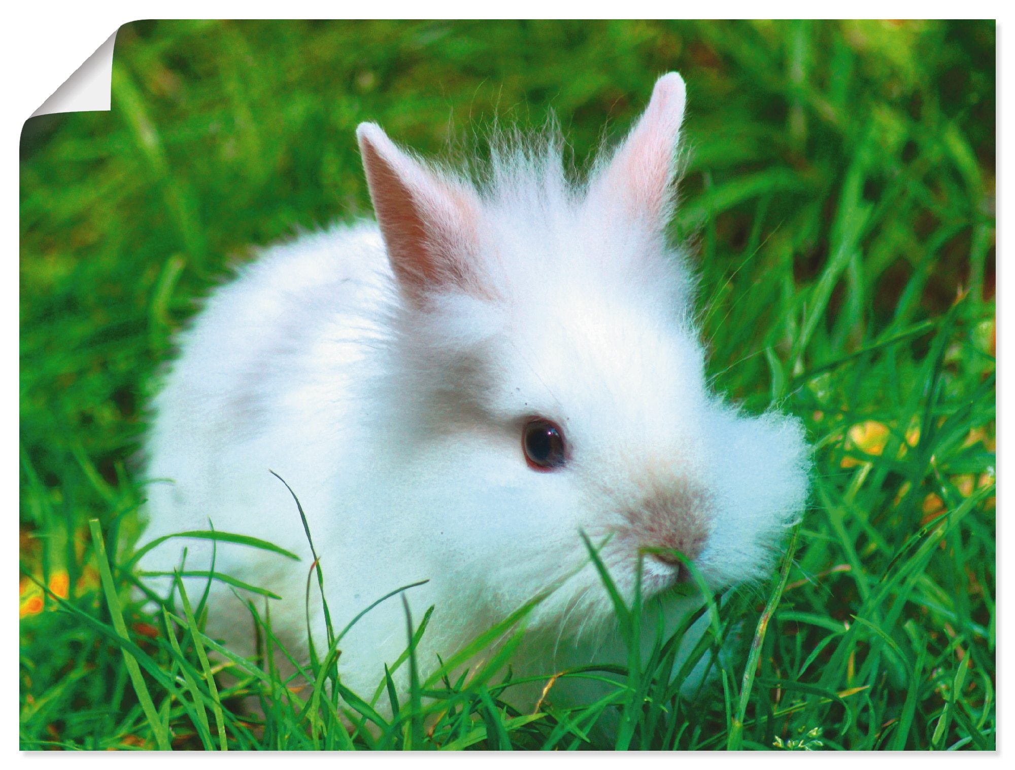 Image of Artland Poster "Weisses Zwergkaninchen Baby" Wildtiere 1 Stk. tlg. ohne Rahmen