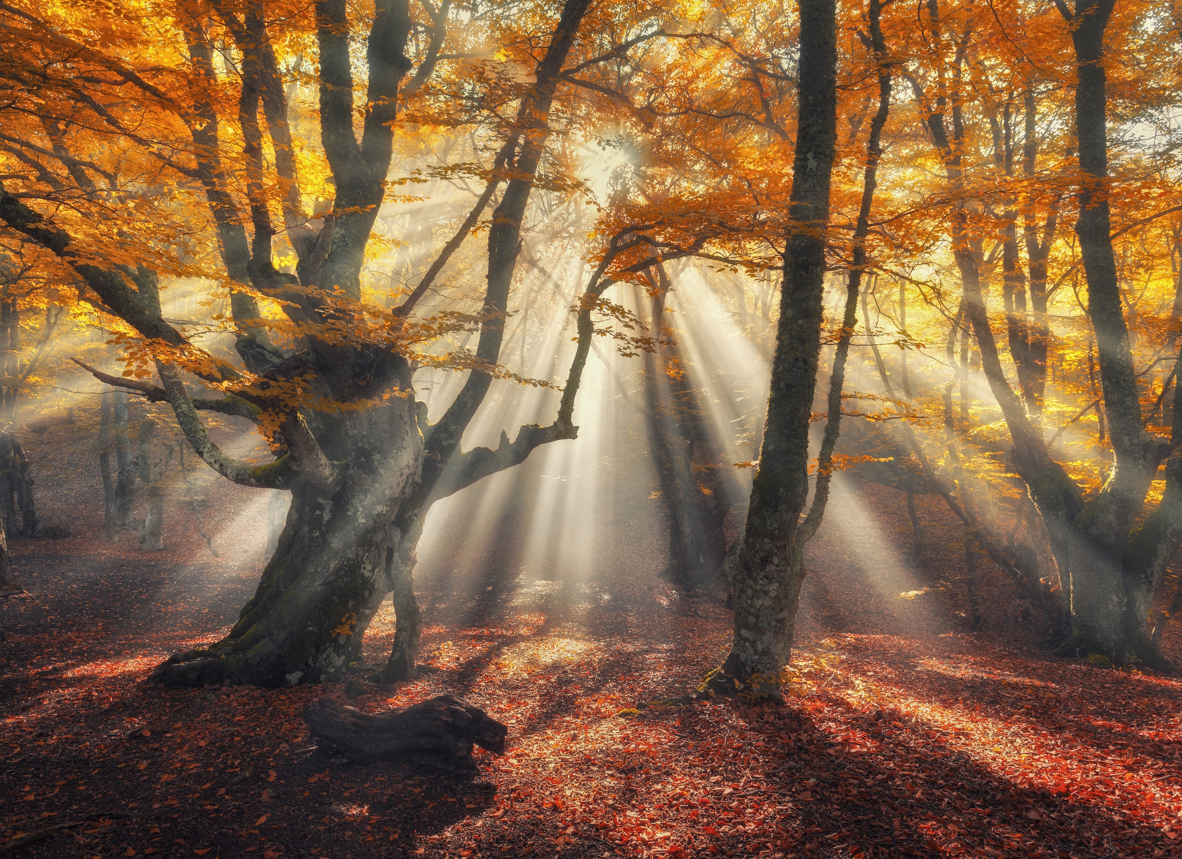 Image of Papermoon Fototapete "Magical Old Trees" glatt