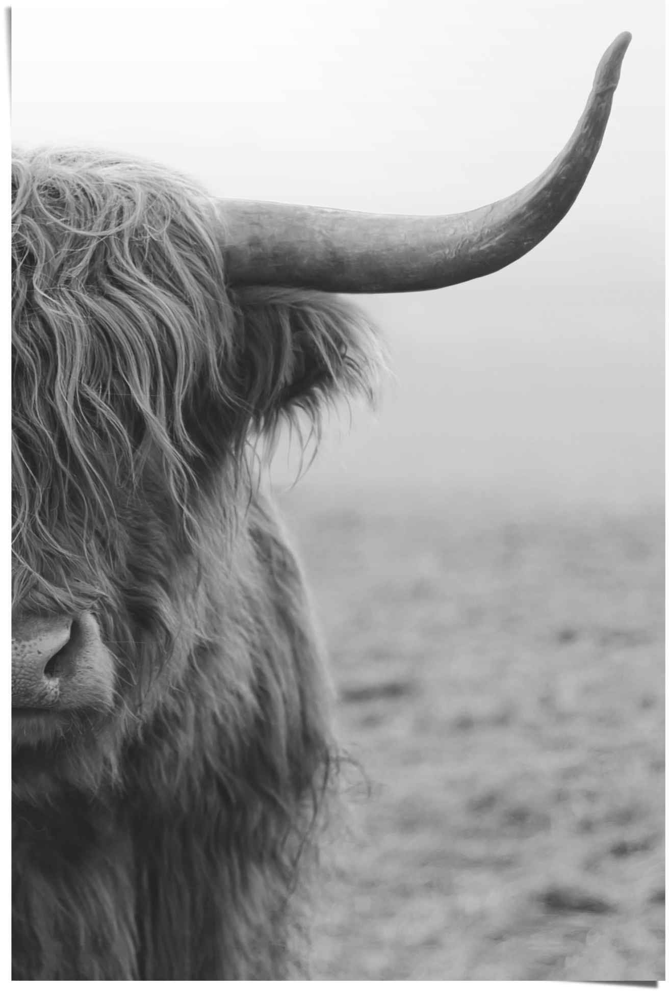 Image of Reinders Poster "Poster Highlander Bulle" Kuh 1 Stk. tlg.