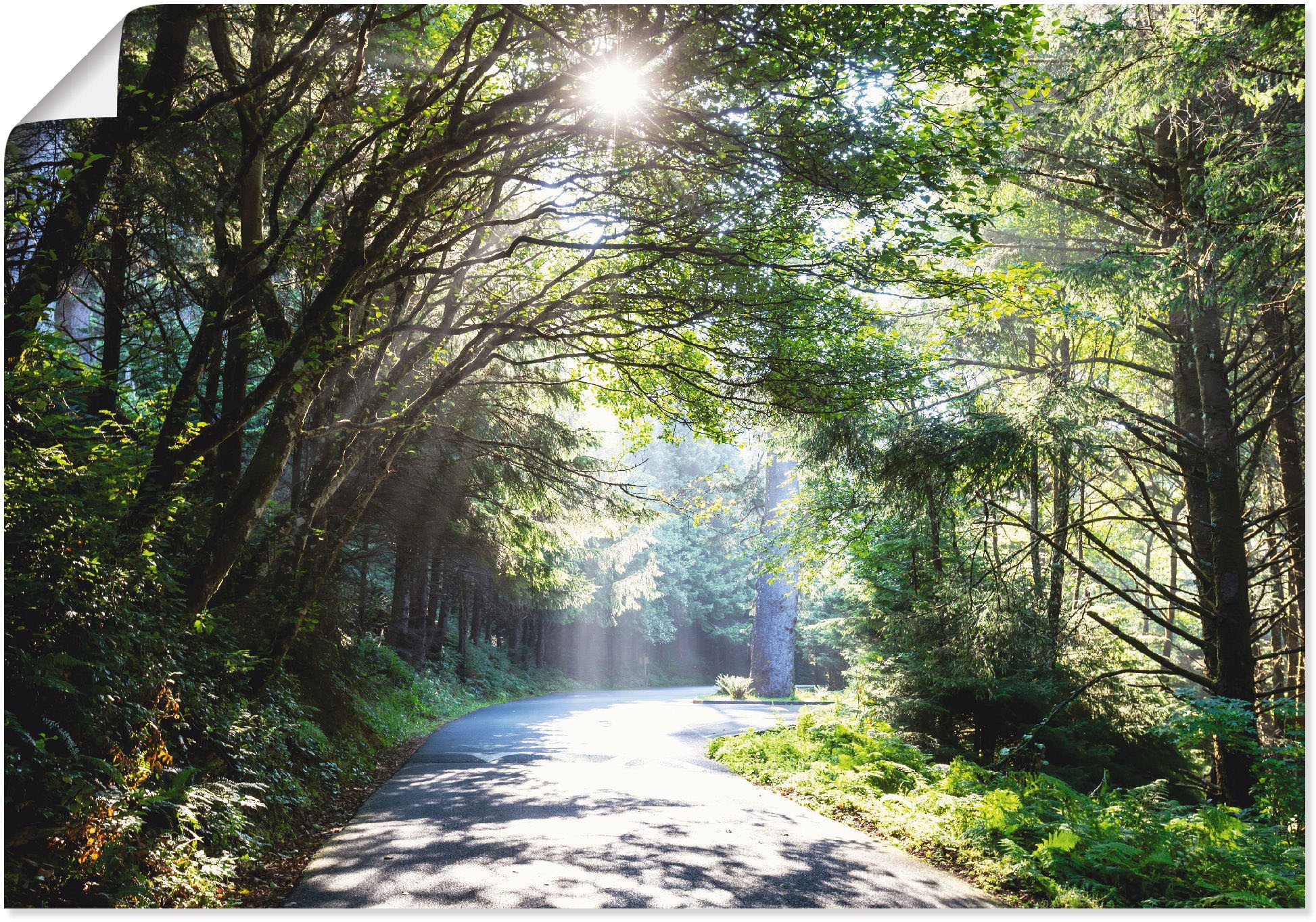 Image of Artland Wandbild »Sonniger Wald«, Baumbilder, (1 St.), in vielen Grössen & Produktarten - Alubild / Outdoorbild für den Aussenbereich, Leinwandbild, Poster, Wandaufkleber / Wandtattoo auch für Badezimmer geeignet bei Ackermann Versand Schweiz