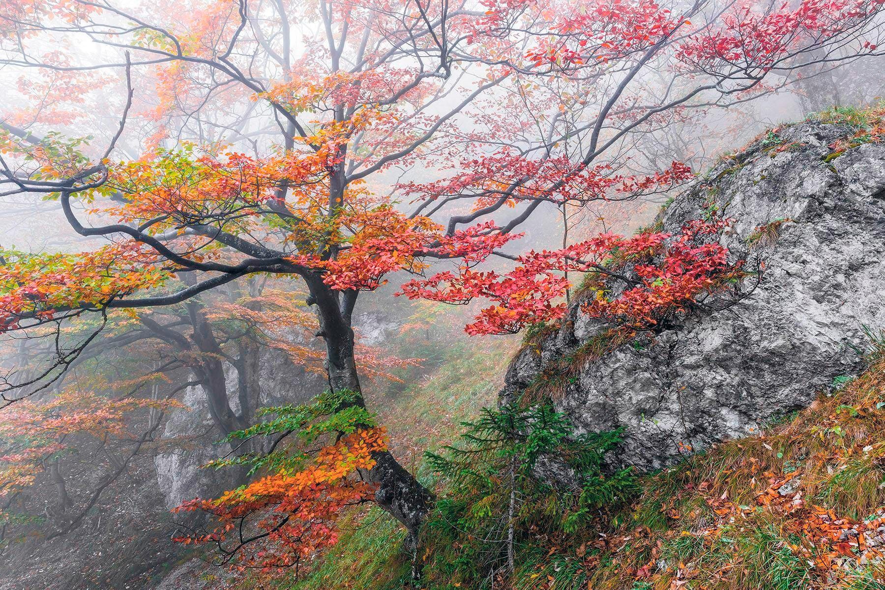 Image of Komar Vliestapete »Euphoria«, naturalistisch bei Ackermann Versand Schweiz