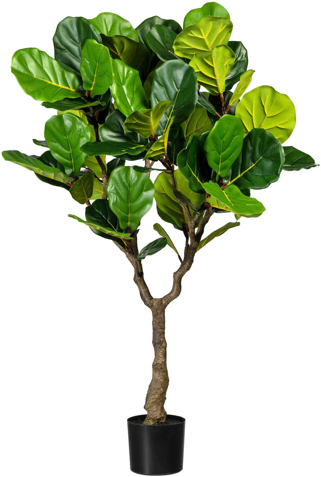 Image of Creativ green Kunstbaum »Ficus lyrata«, (1 St.) bei Ackermann Versand Schweiz