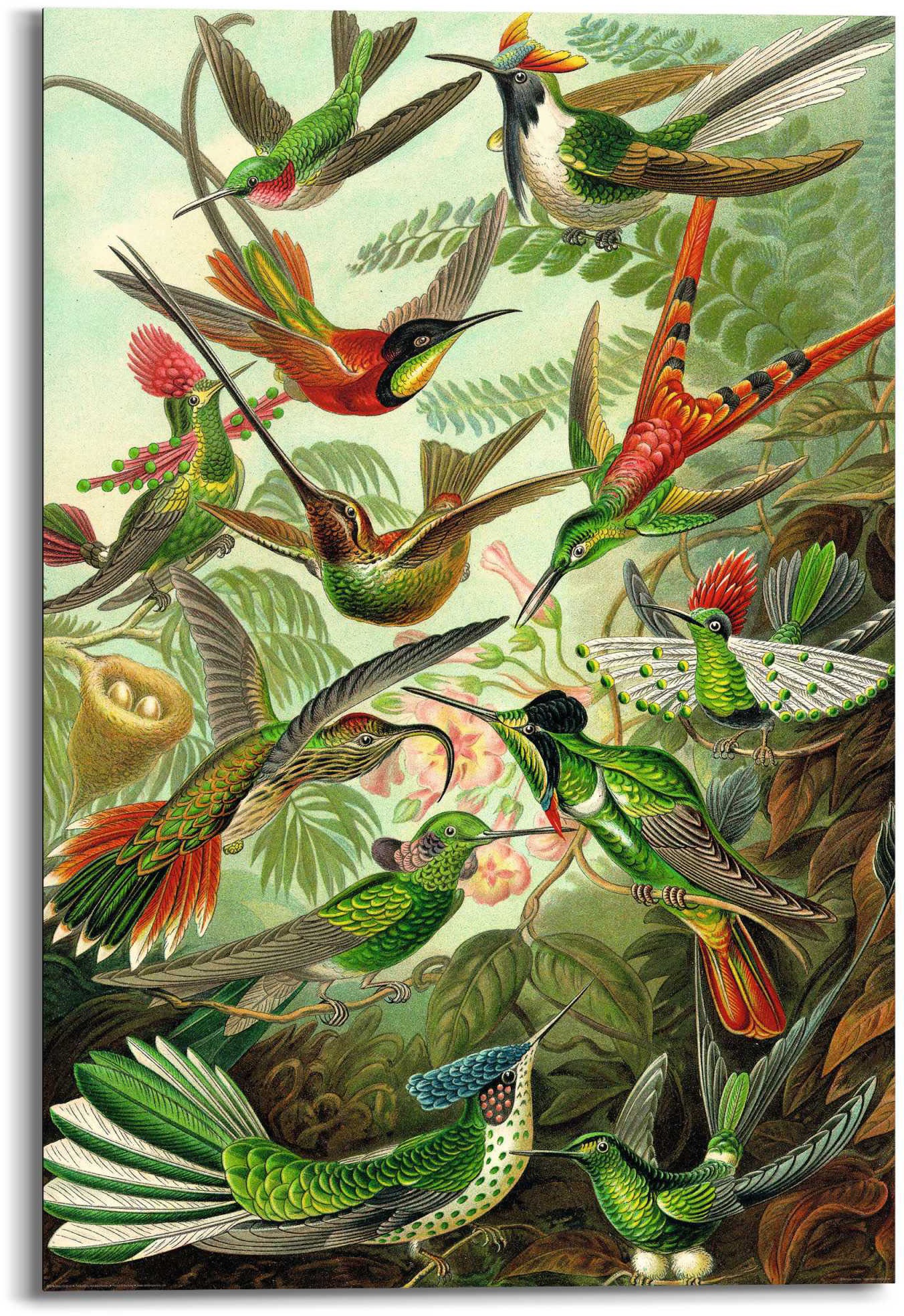 Image of Reinders! Wandbild »Wandbild Hummingbirds Vogel - Tiermotiv - Natur - Botanisch«, Vögel, (1 St.) bei Ackermann Versand Schweiz