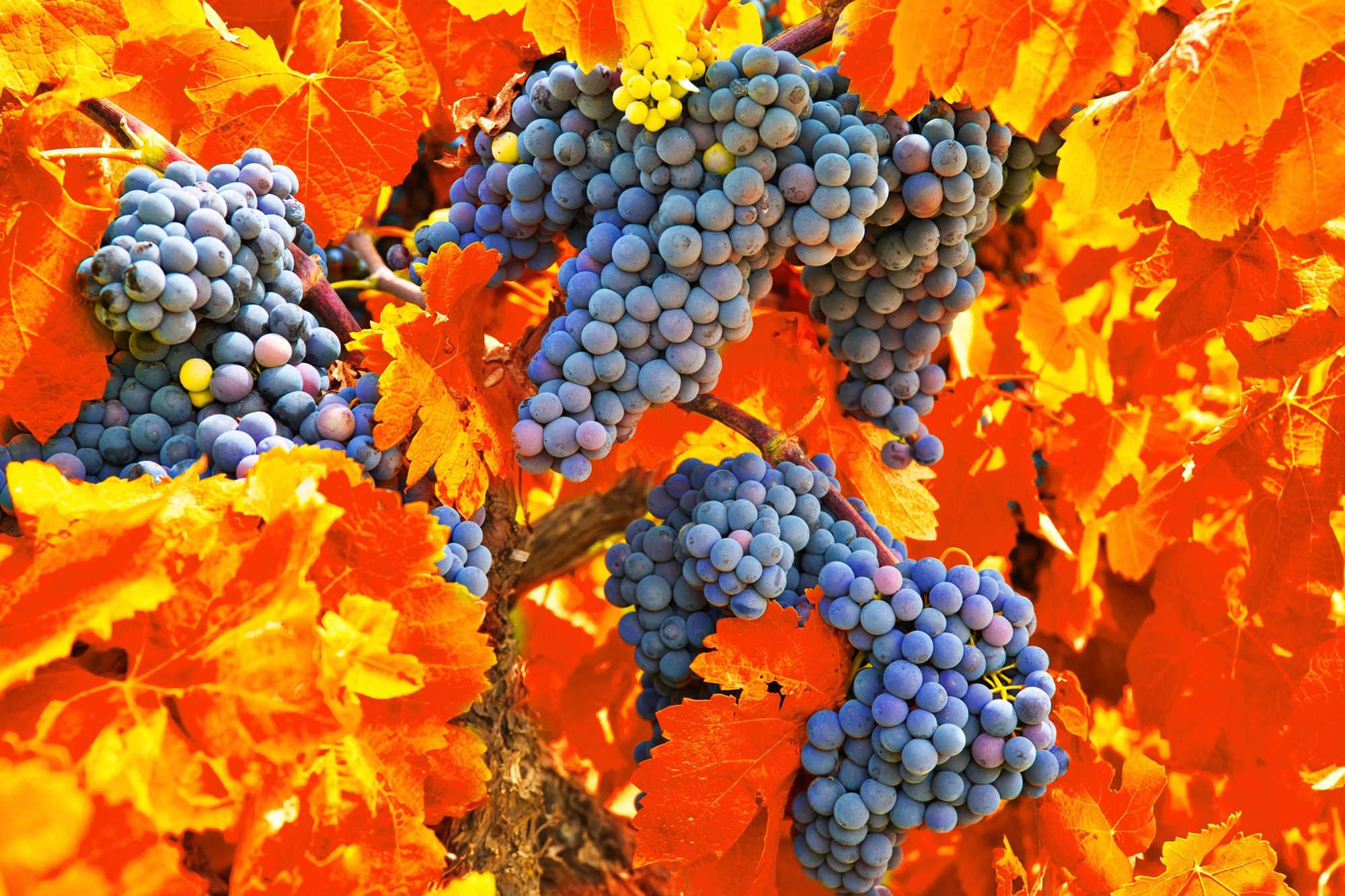 Papermoon Fototapete »TRAUBEN-STRAUBE-WEIN PFLANZEN MUSTER DEKOR BLUMEN MAKRO«