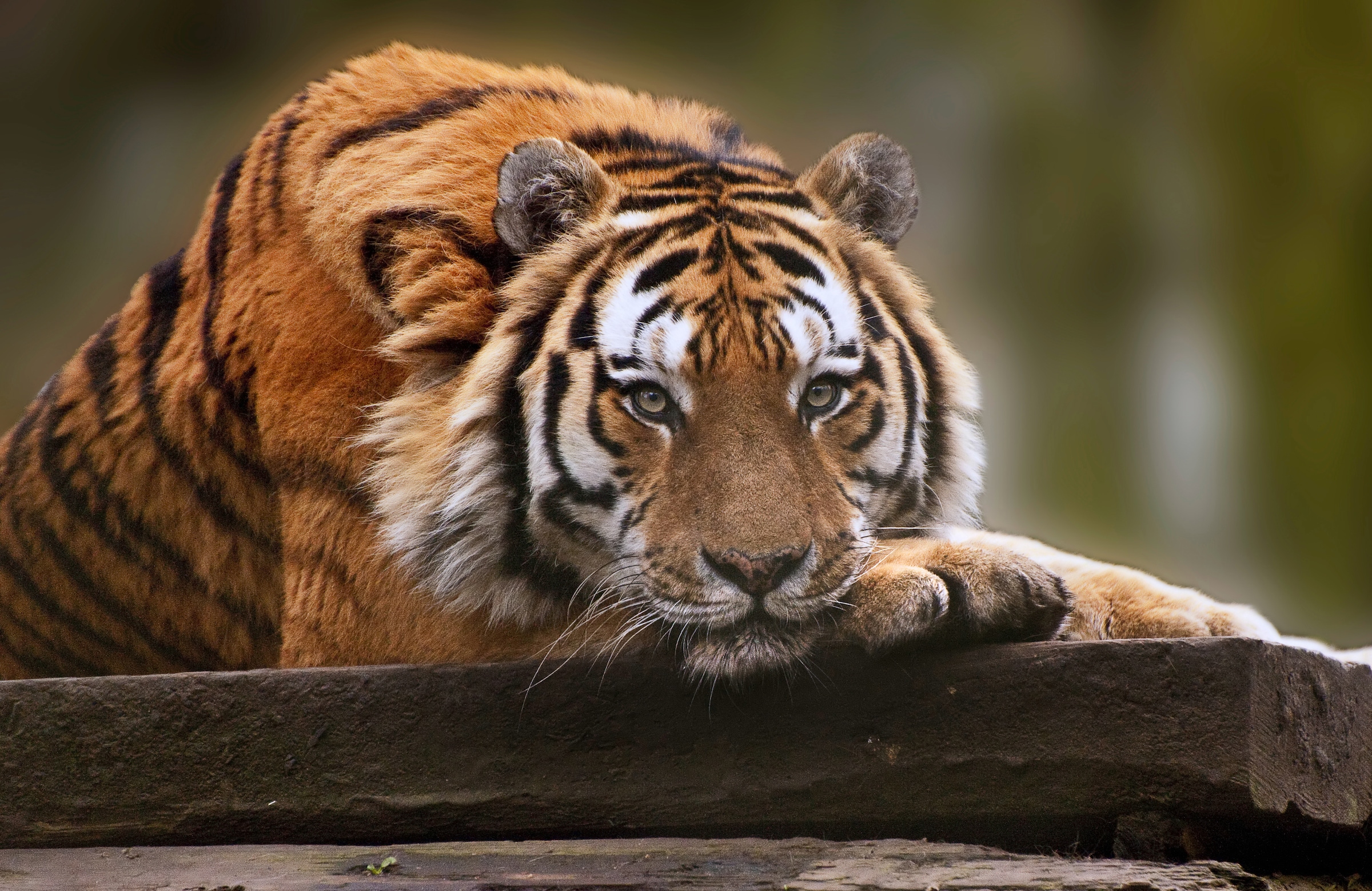 Image of Papermoon Fototapete "TIGER-NATUR LÖWE GEPARD PUMA JAGUAR DSCHUNGEL TIERE XXL"
