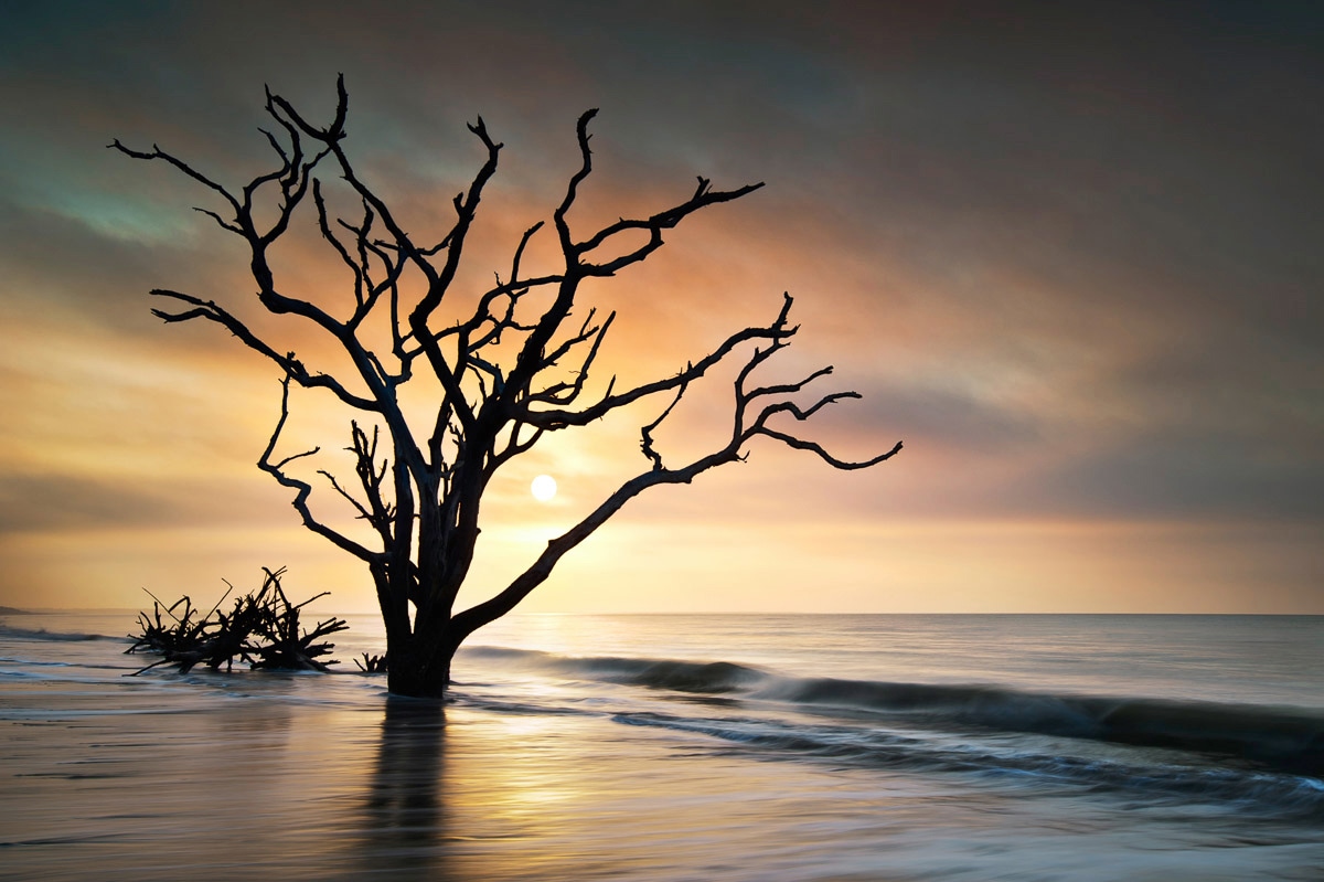 Image of Papermoon Fototapete "Baum am Strand"