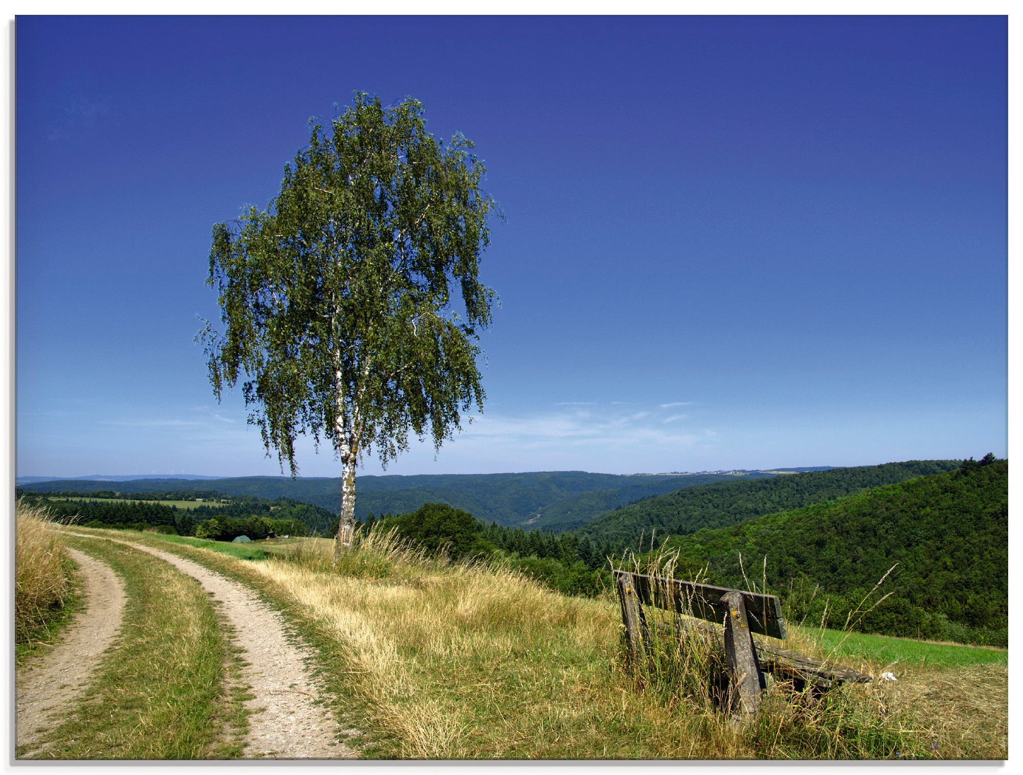 Image of Artland Glasbild »Rastplatz an der Birke«, Felder, (1 St.) bei Ackermann Versand Schweiz