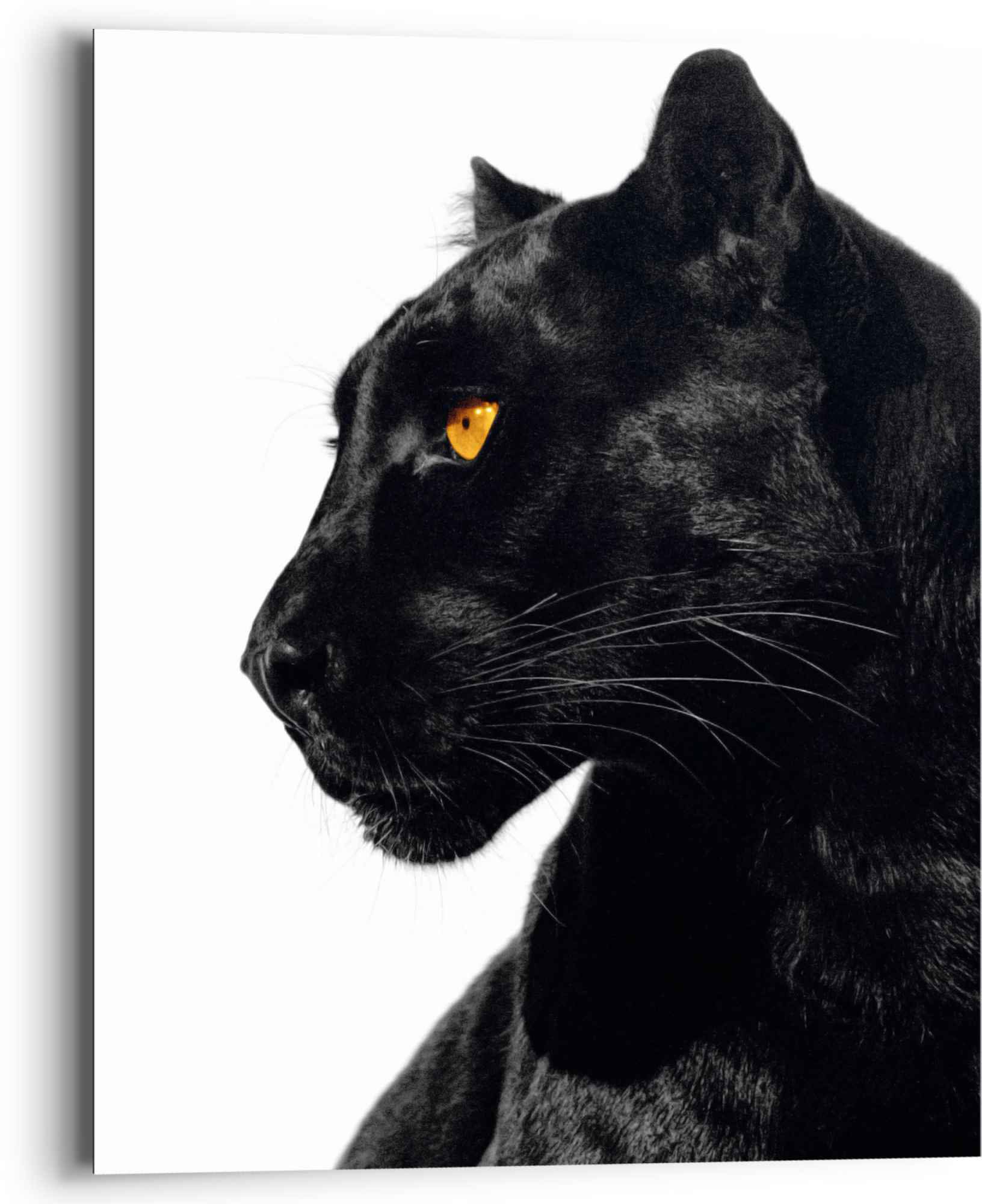 Image of Reinders! Wandbild »Wandbild Schwarzer Panther Tierportrait - Seitenblick«, Tiere, (1 St.) bei Ackermann Versand Schweiz