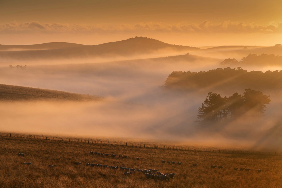 Image of Papermoon Fototapete "Nebel in Landschaft"
