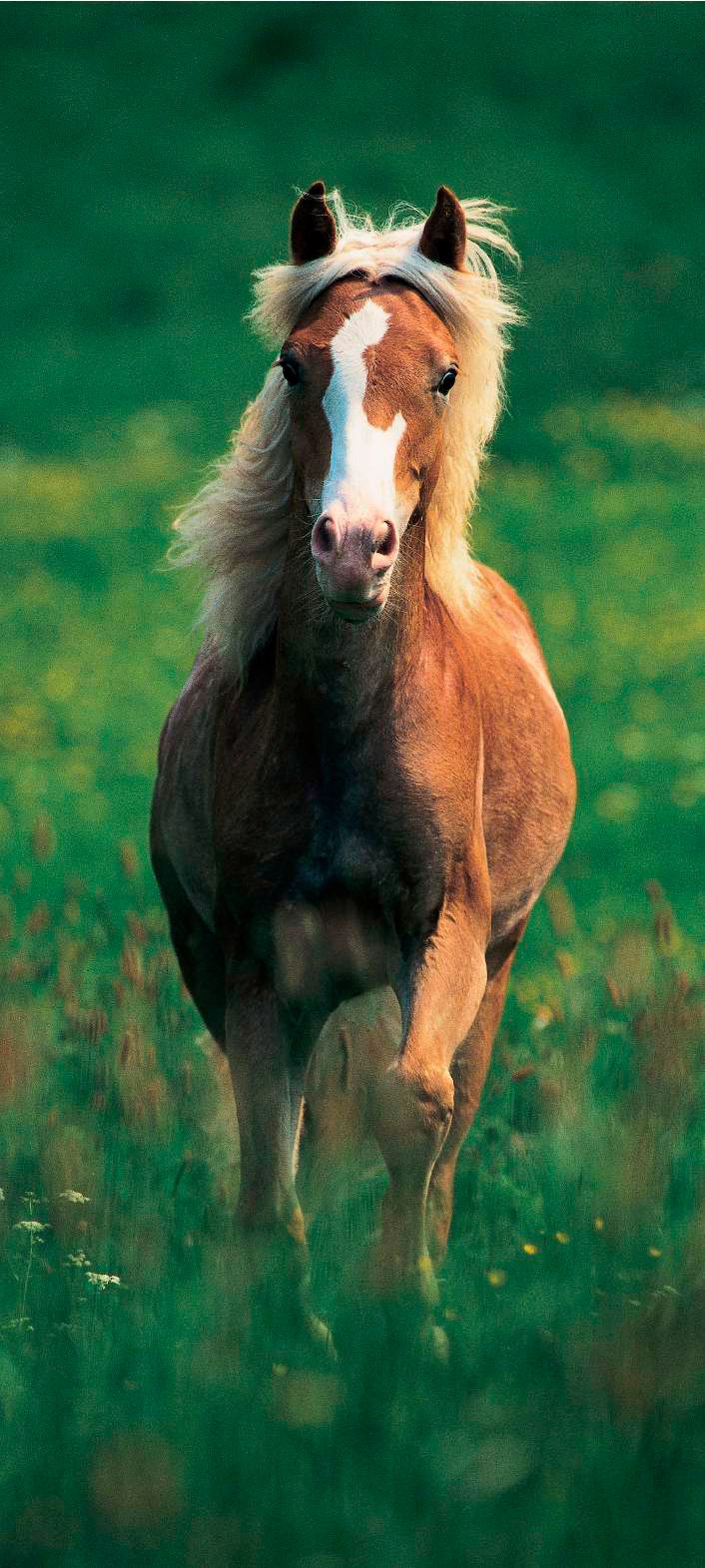 Image of Papermoon Fototapete »Haflinger Horse - Türtapete«, matt, Vlies, 2 Bahnen, 90 x 200 cm bei Ackermann Versand Schweiz