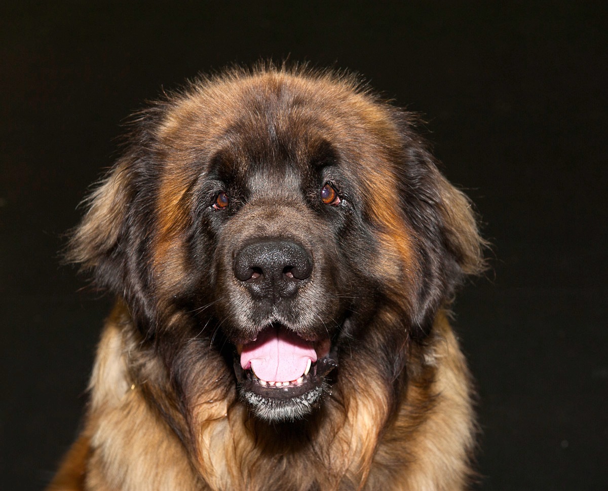 Image of Papermoon Fototapete »Kaukasisches Hirtenporträt«, Vliestapete, hochwertiger Digitaldruck, inklusive Kleister bei Ackermann Versand Schweiz